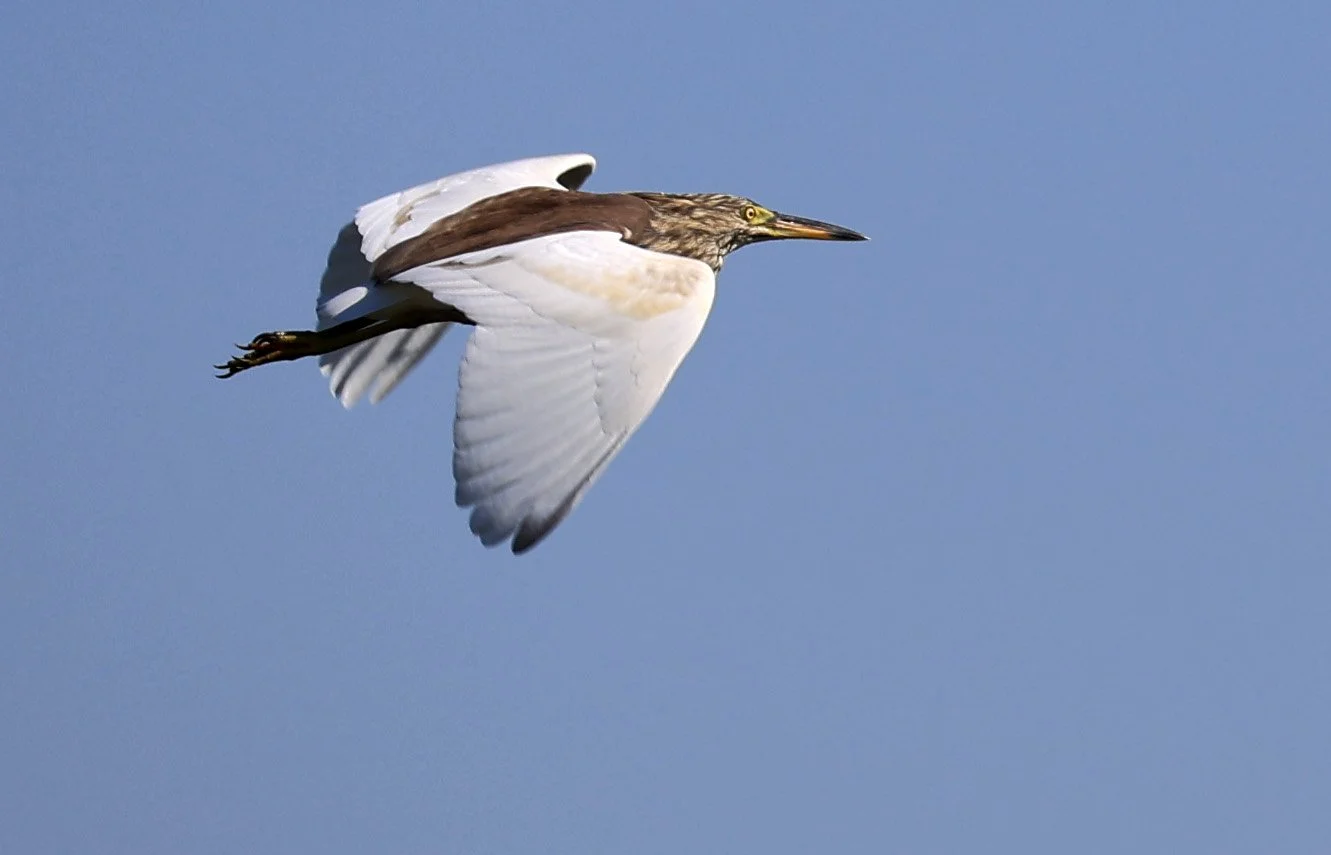 Javan Pond Heron (Ardeola speciosa) Nong Han Lake & Wetland - Sakon Nakhon Province (2).jpg