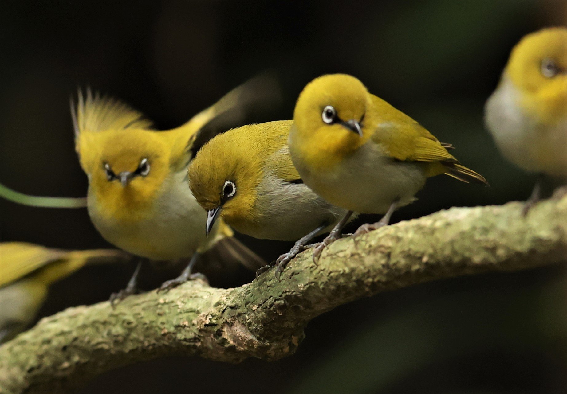 Indian White-eye (Zosterops palpebrosus) Doi Inthanon NP Chiang Mai (16).JPG