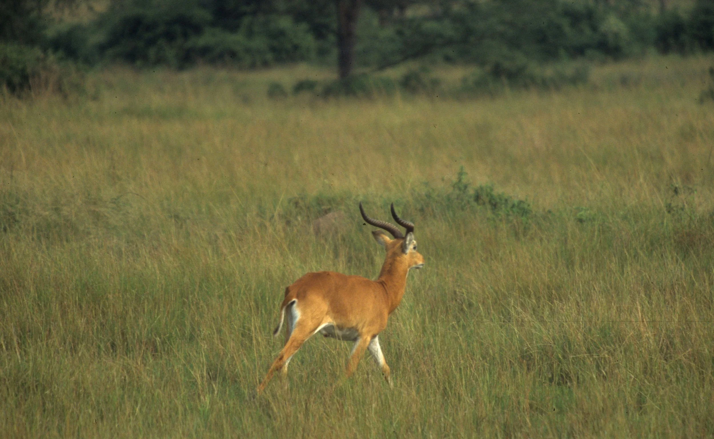 BOVID - UGANDA KOB - QE (7).jpg