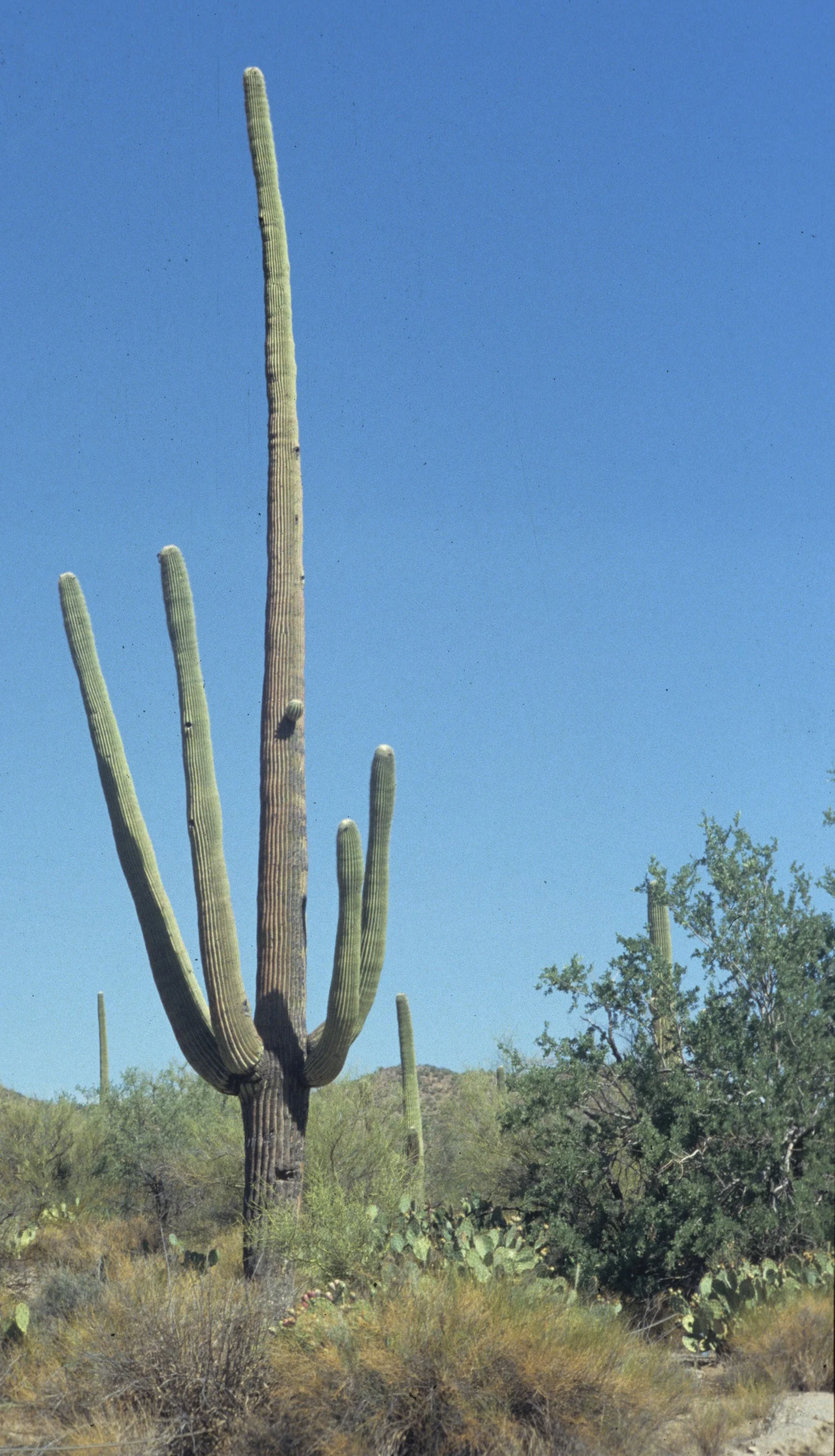 ARIZONA - SAGUARO CACTUS - SAGUARO NM.jpg