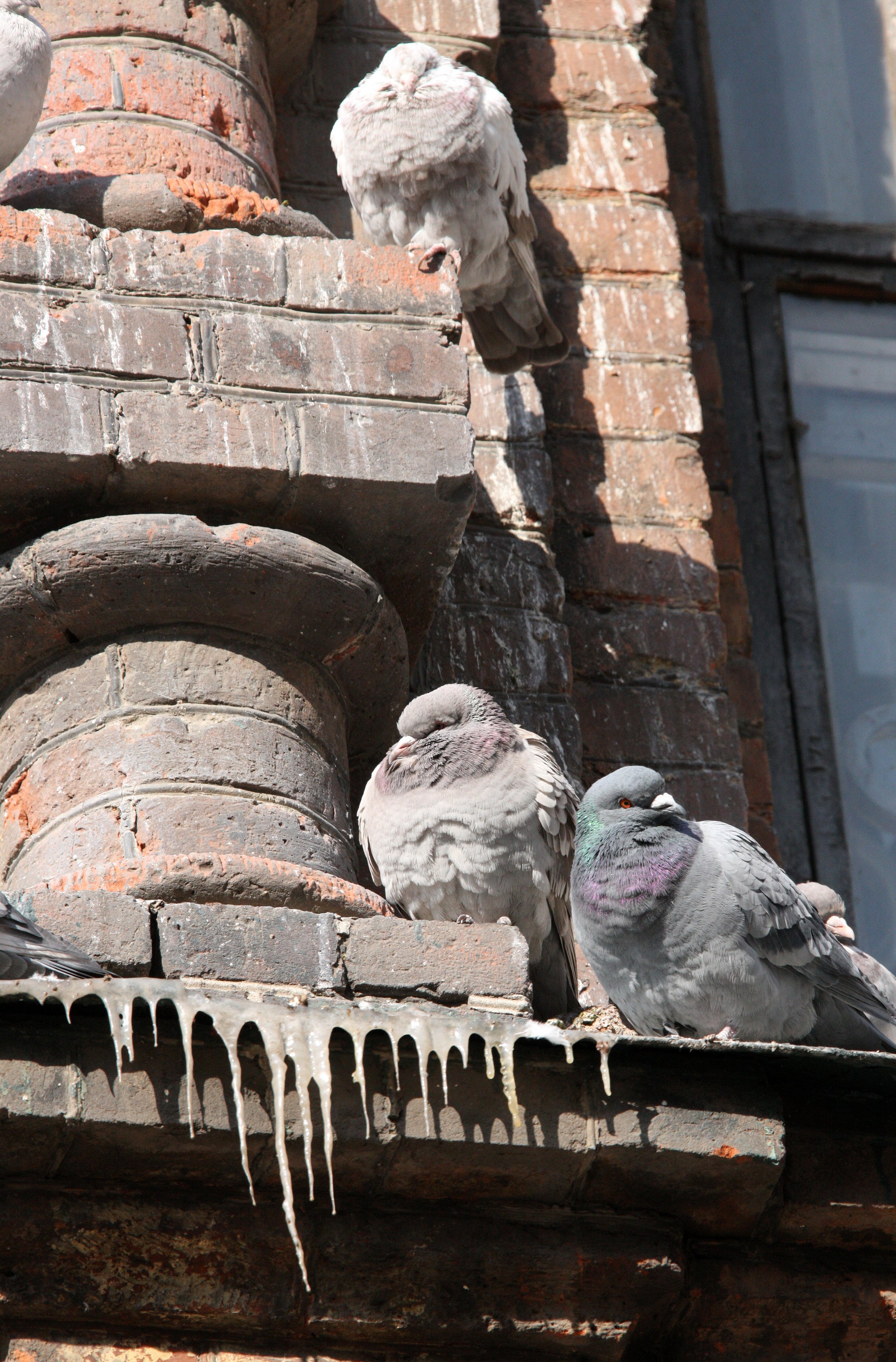 BIRD - PIGEON - HARBIN SAINT SOPHIA'S CATHEDRAL CHINA (11).JPG