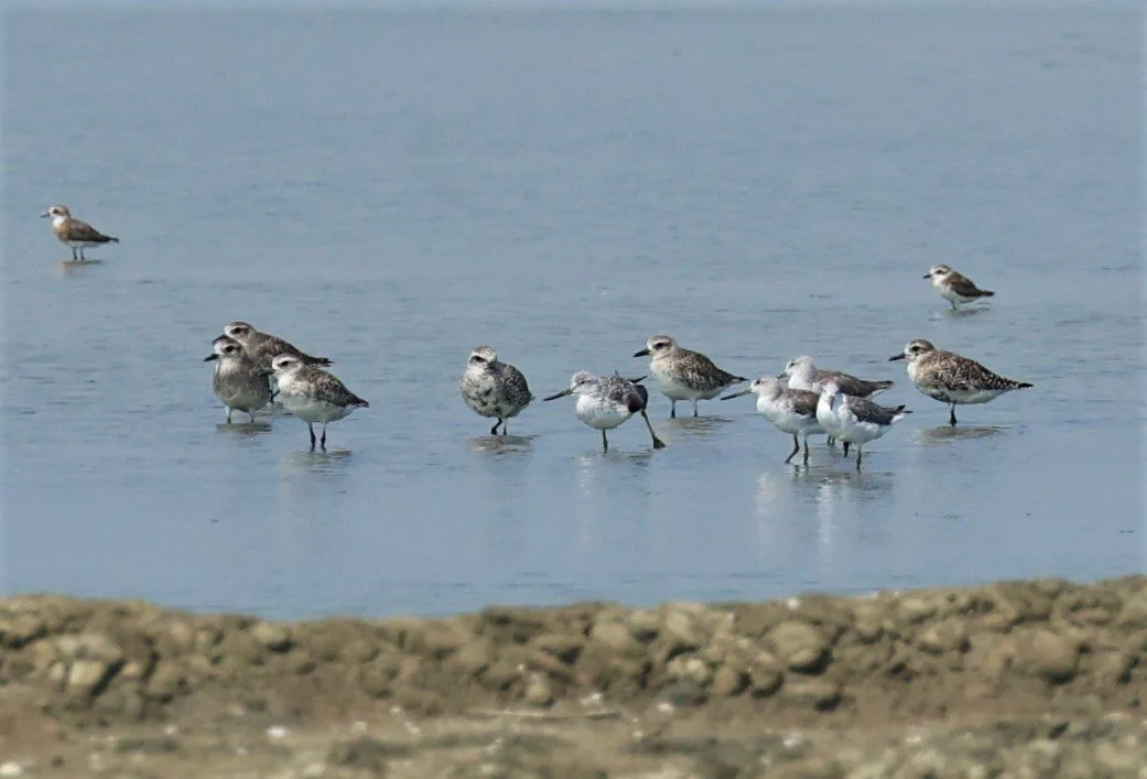 GREENSHANK - NORDMANN'S GREENSHANK - Tringa guttifer - COMMON GREENSHANK GREY PLOVER - PAK THALE SALT PONDS MARCH 2022 (1).jpg