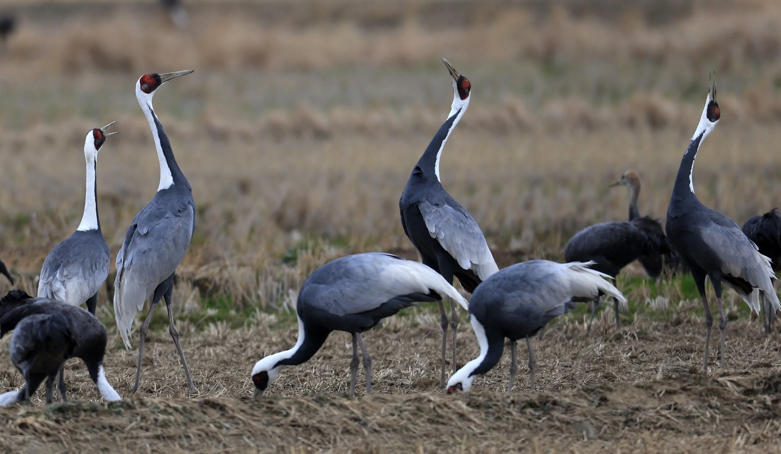 White-naped Crane (Antigone vipio) Izumi Crane Park & Center, Izumi Kagoshima Kyushu Japan (437).jpg