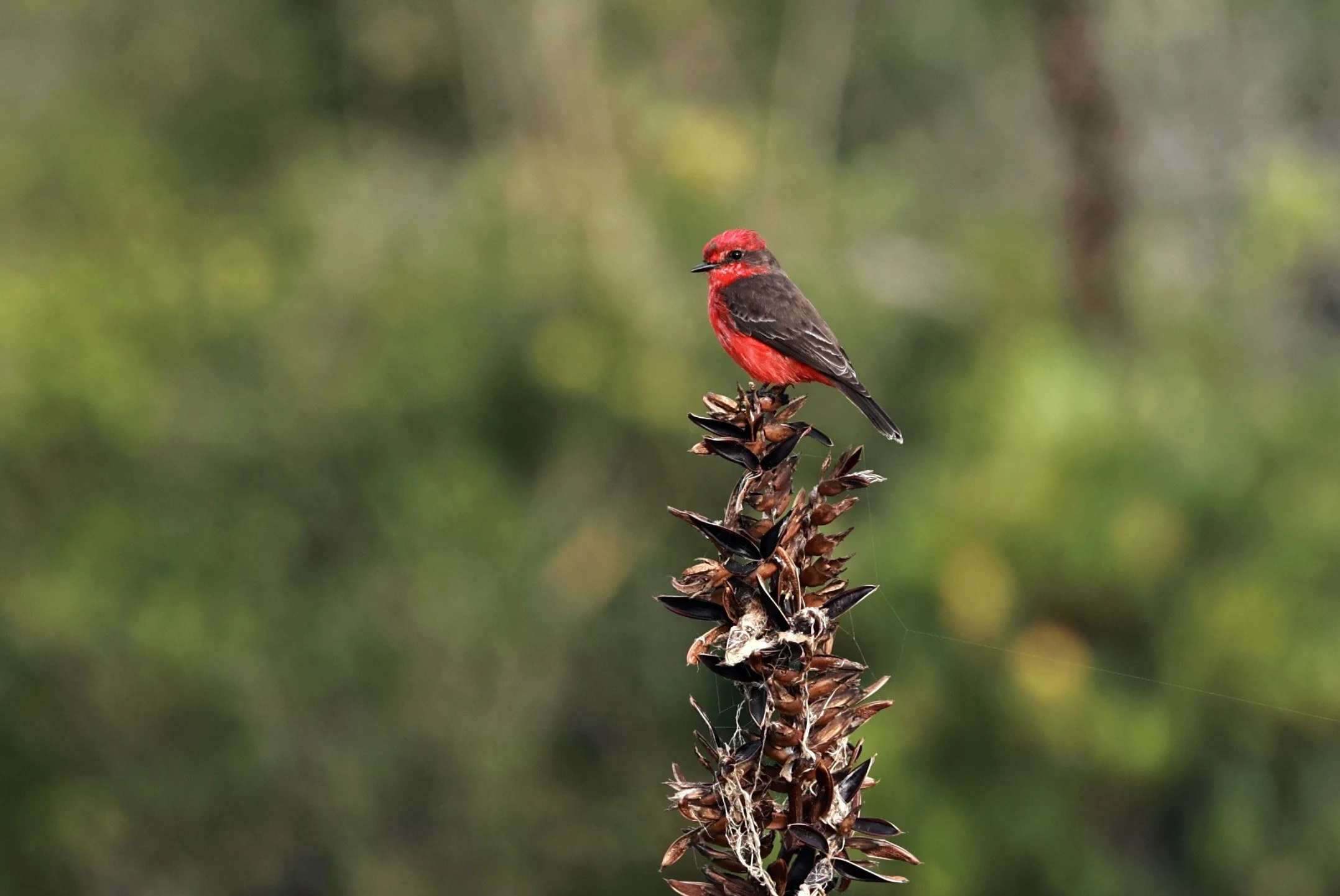 Vermilion Flycatcher (Pyrocephalus rubinus) Superagüi National Park, Brazil (11).jpg