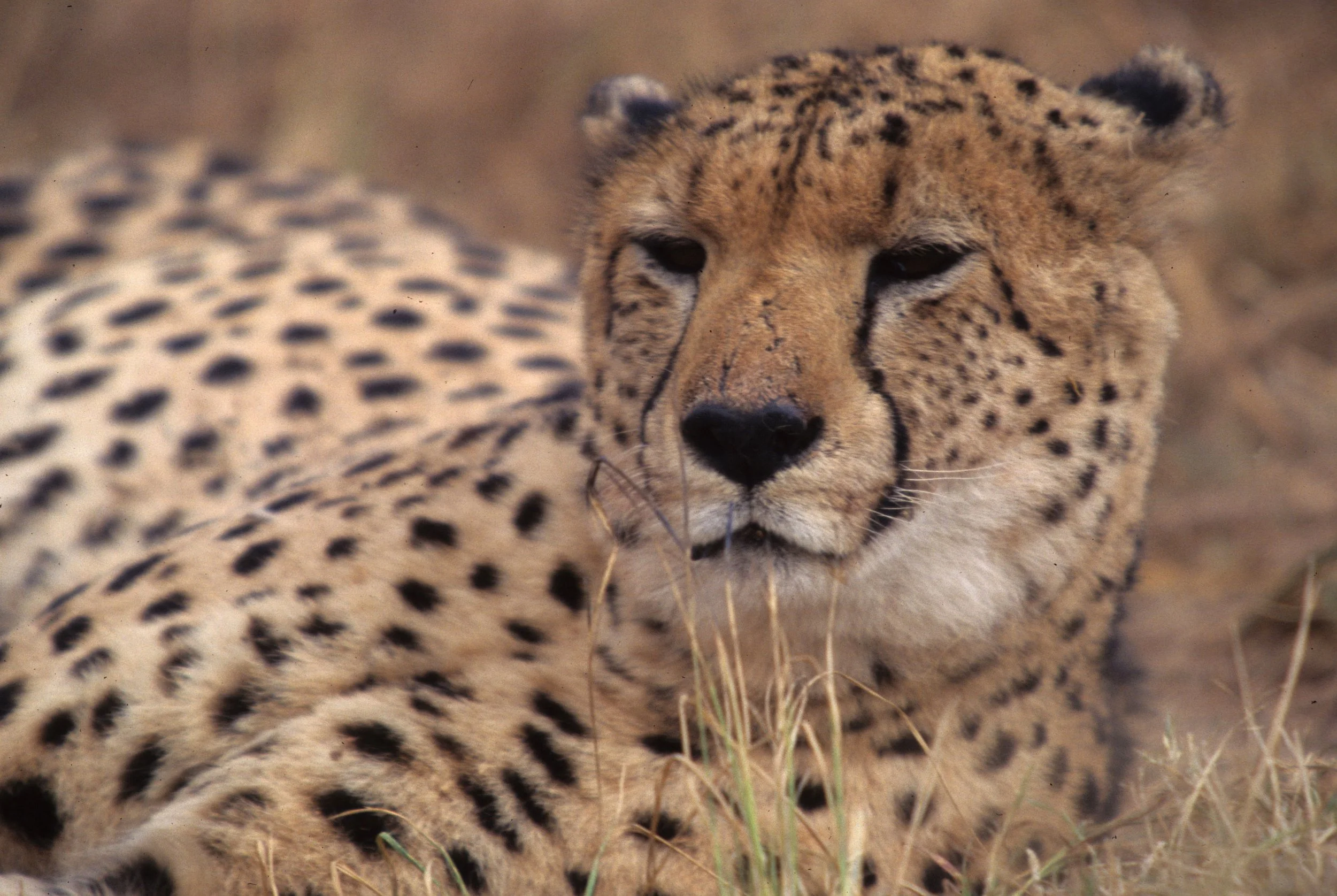 FELID - CHEETAH - KRUGER (29).jpg