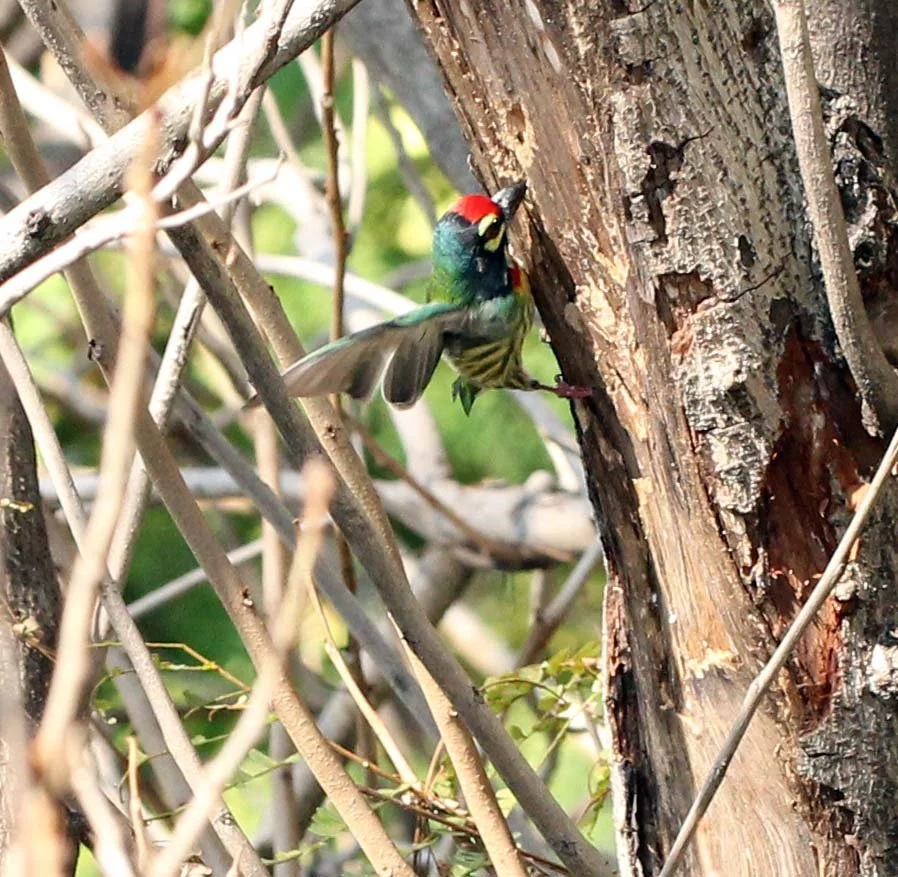 BARBET - COPPERSMITH BARBET - Megalaima haemacephala - ISB CAMPUS NONTHABURI (15).JPG