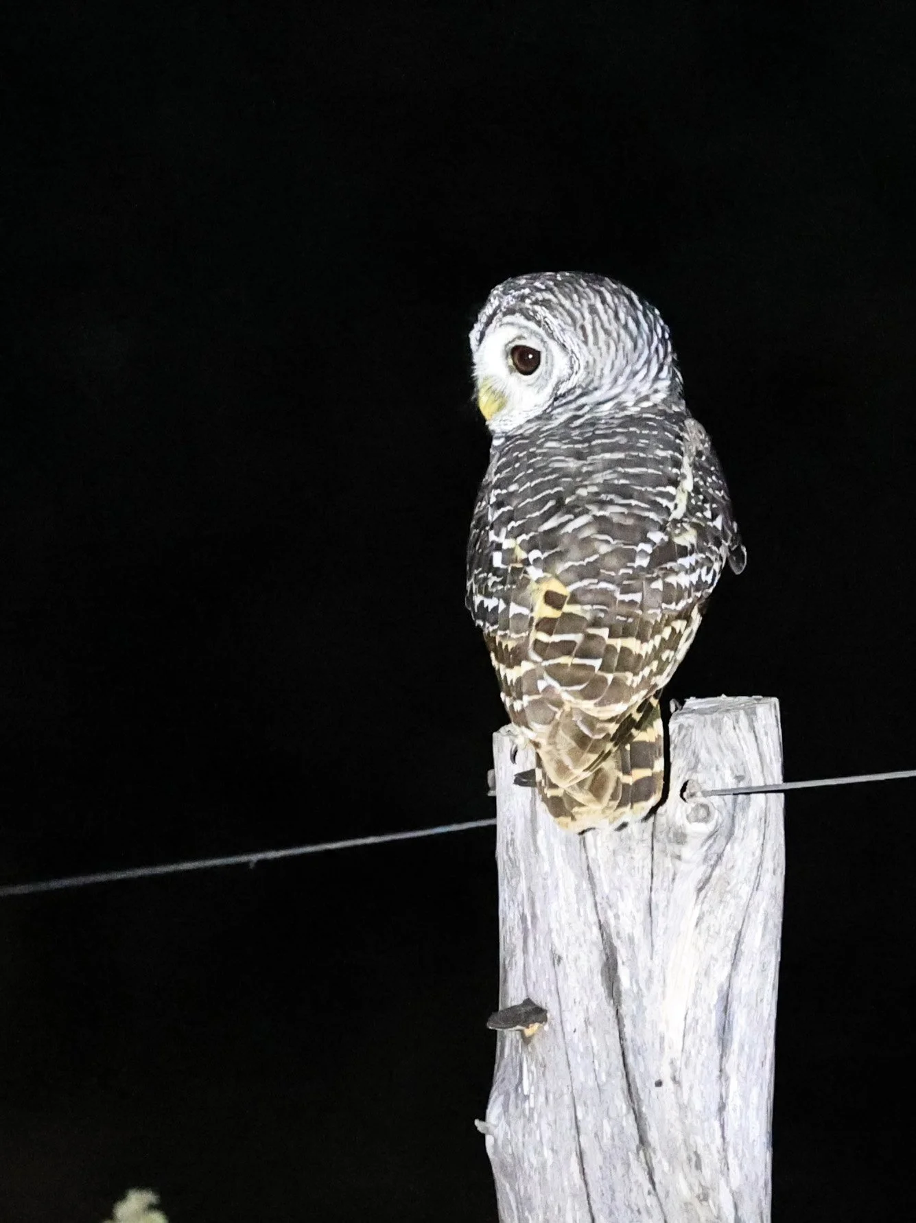 Chaco Owl (Strix chacoensis) Fortin Toledo Paraguay (5).jpg