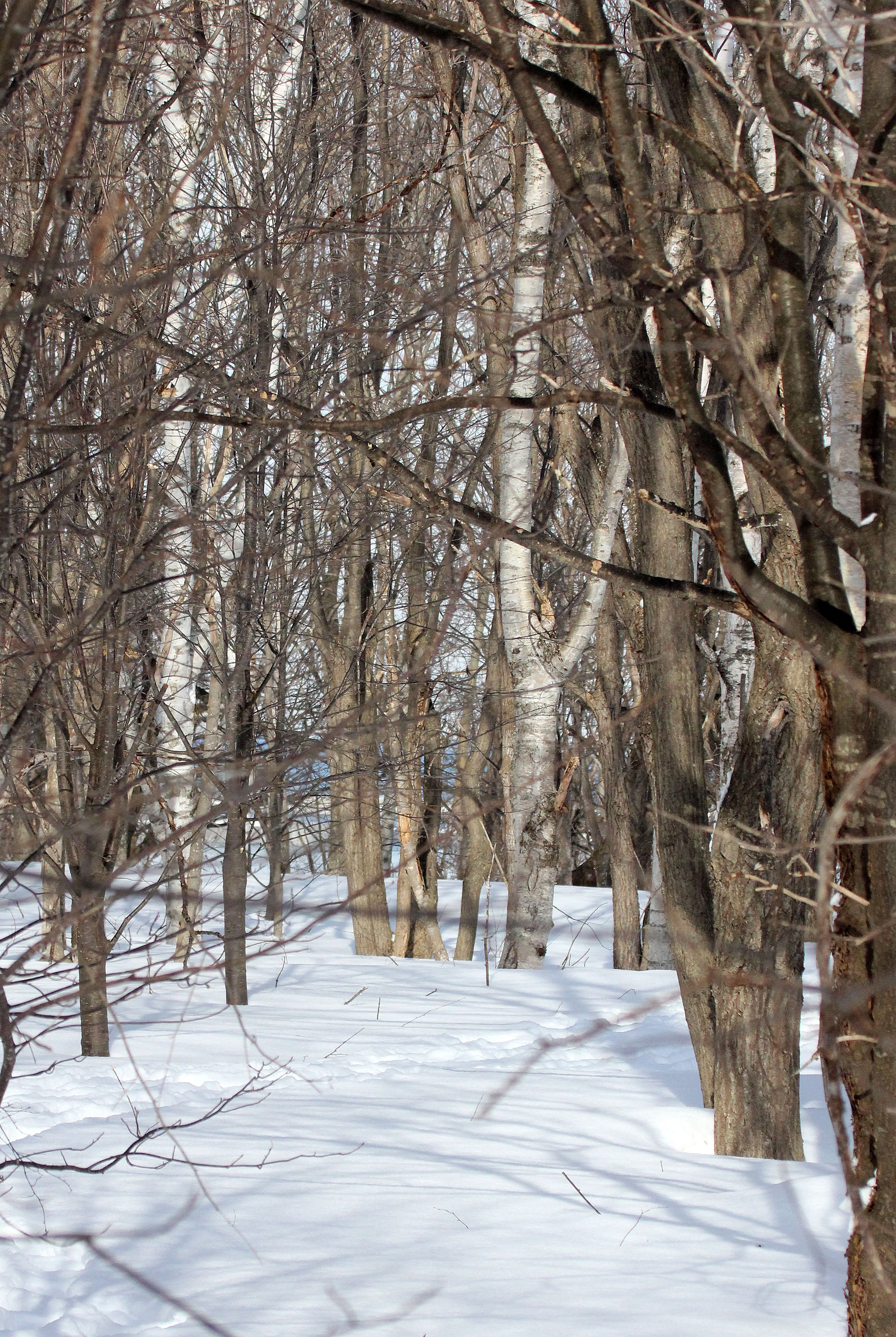 KINOHIROBA PARK - ABASHIRI - HOKKAIDO JAPAN (34).JPG