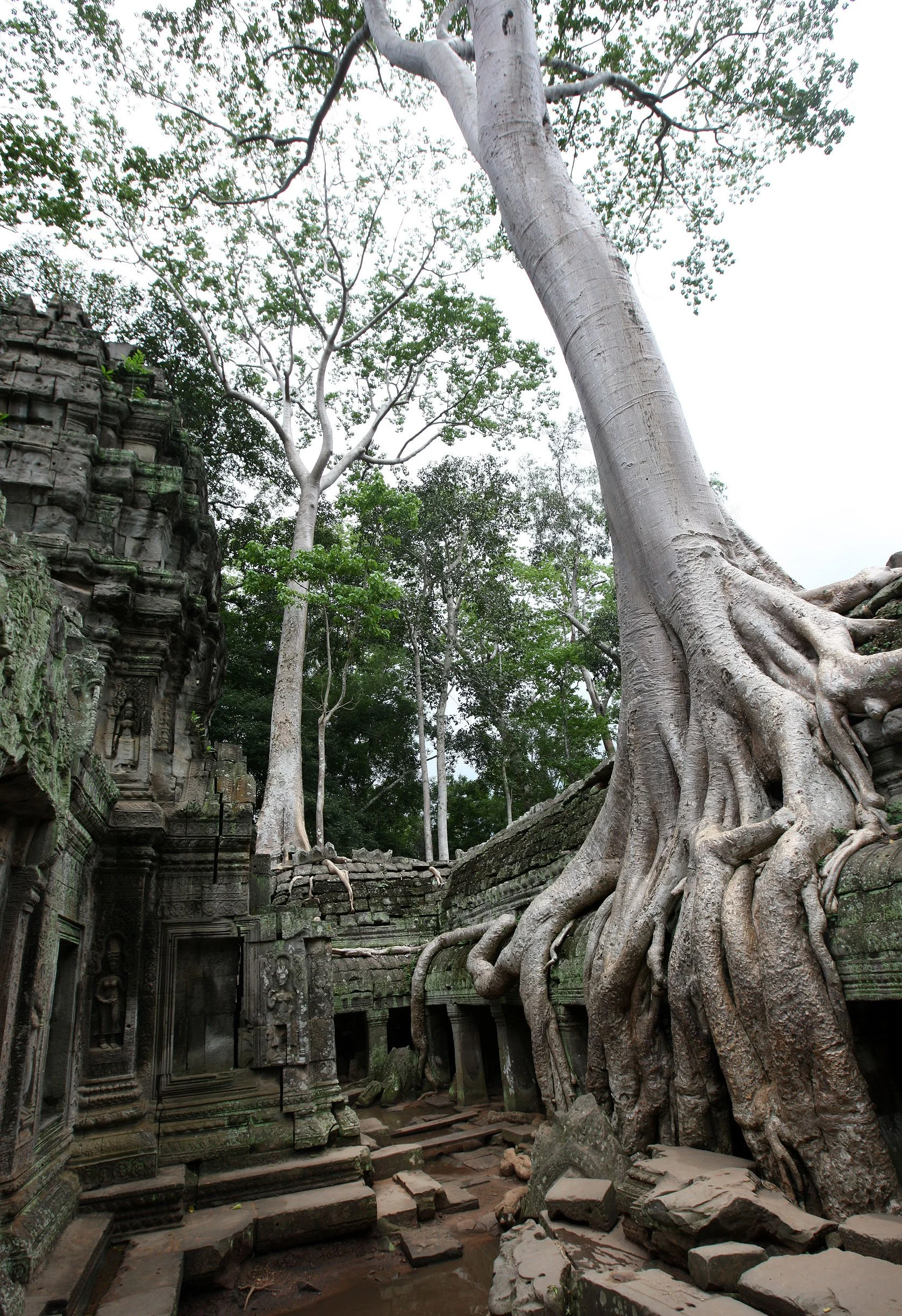 TA PROHM TEMPLE CAMBODIA - JULY 2010 (28).JPG