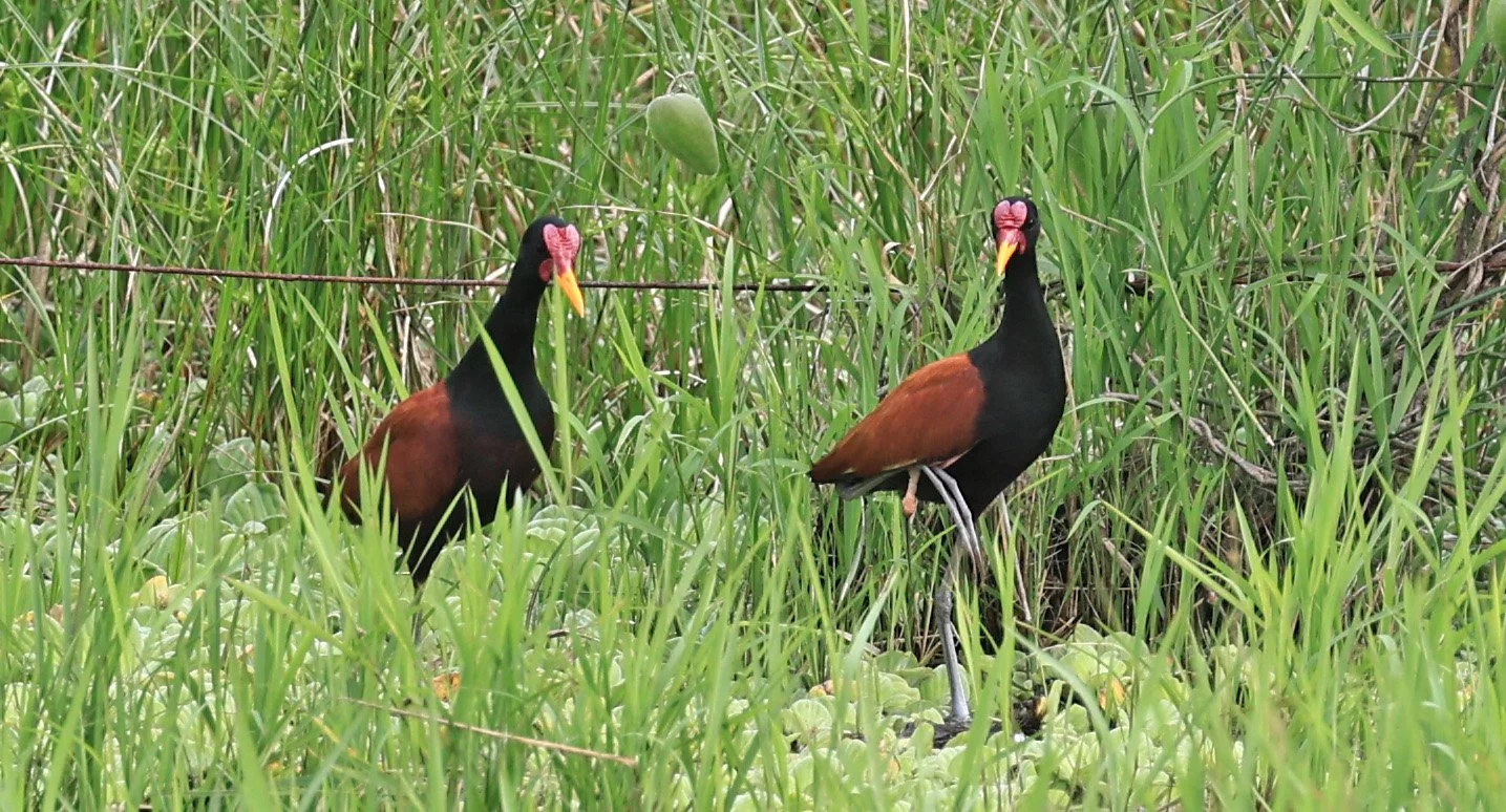 Wattled Jacana (Jacana jacana) Wet Chaco Habitat - Wetlands along Road between Pozo Colorado & Asuncion (1 (5).jpg