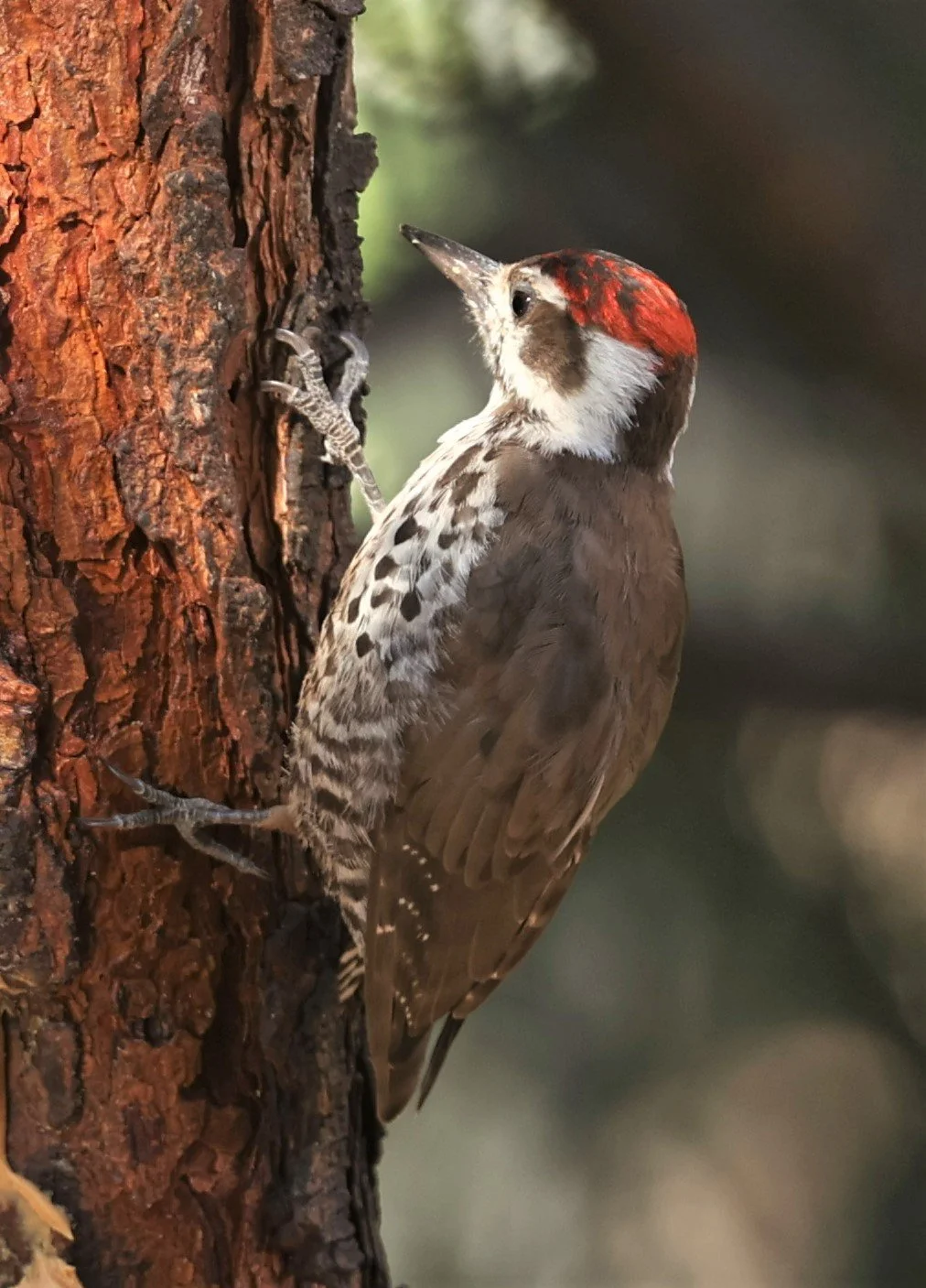 Leuconotopicus arizonae - ARIZONA WOODPECKER - CAVE CREEK ARIZONA AUGUST 2022 (9).jpg