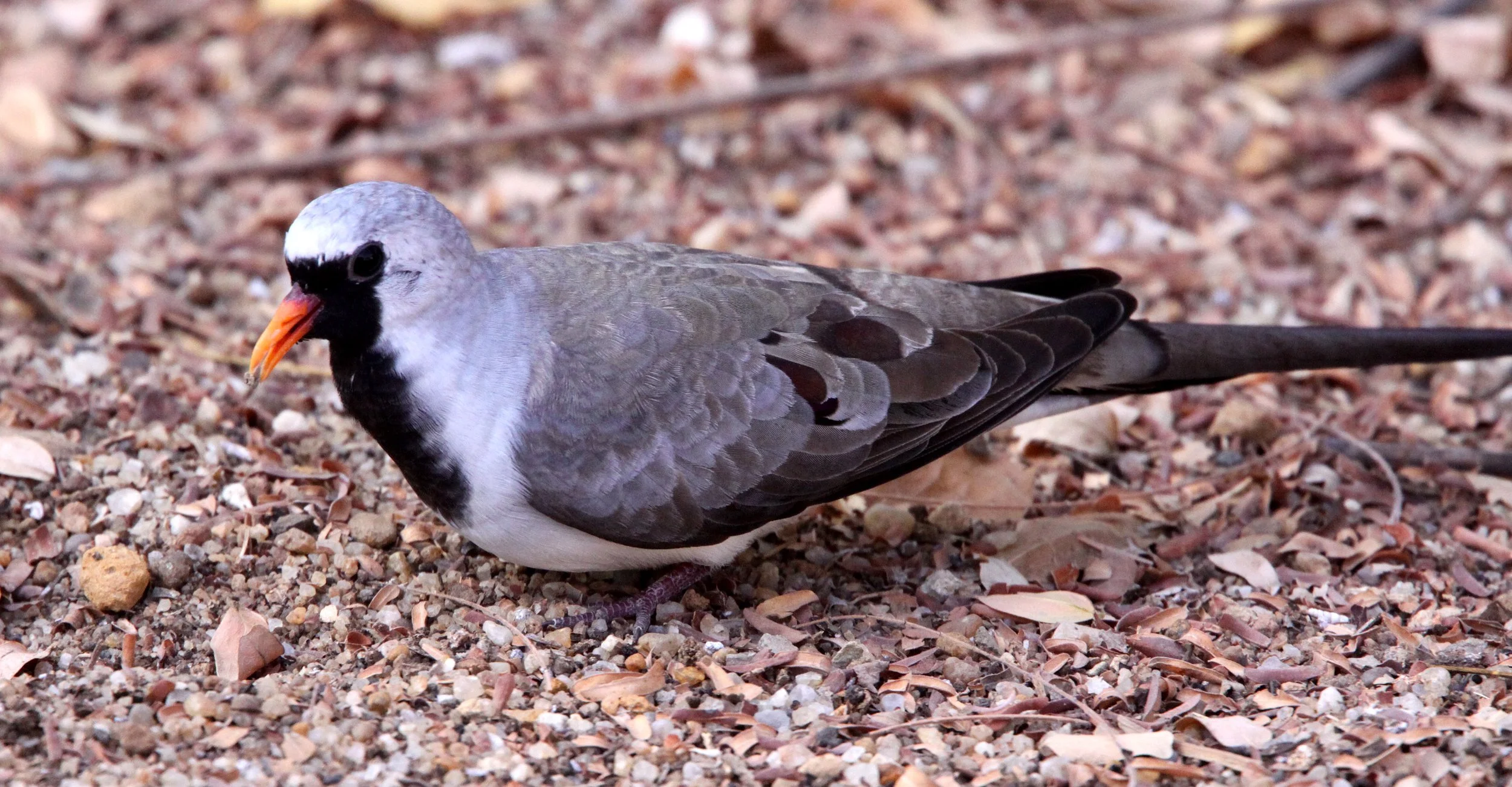 Namaqua Dove (Oena capensis) Kirindy NP Madagascar (5).JPG
