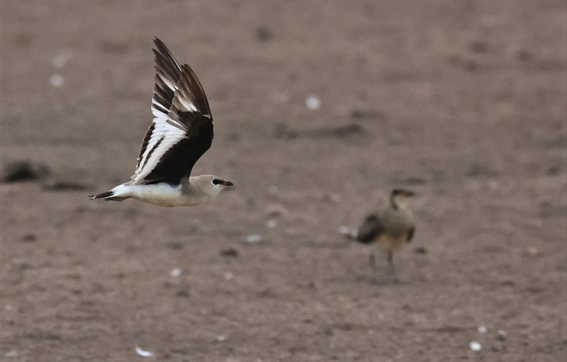 PRATINCOLE - SMALL PRATINCOLE - Glareola lactea - BANG KHAEM NAKHON PATHOM JUNE 3 2022 (12).jpg
