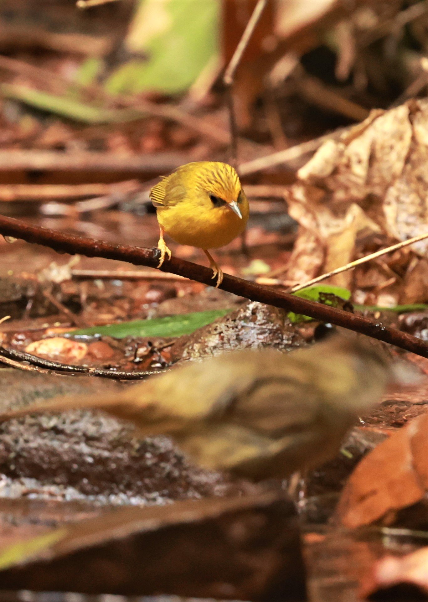 BABBLER - GOLDEN BABBLER  - Cyanoderma chrysaeum - PHU SUAN SAI NATIONAL PARK LOEI PROVINCE (5).jpg