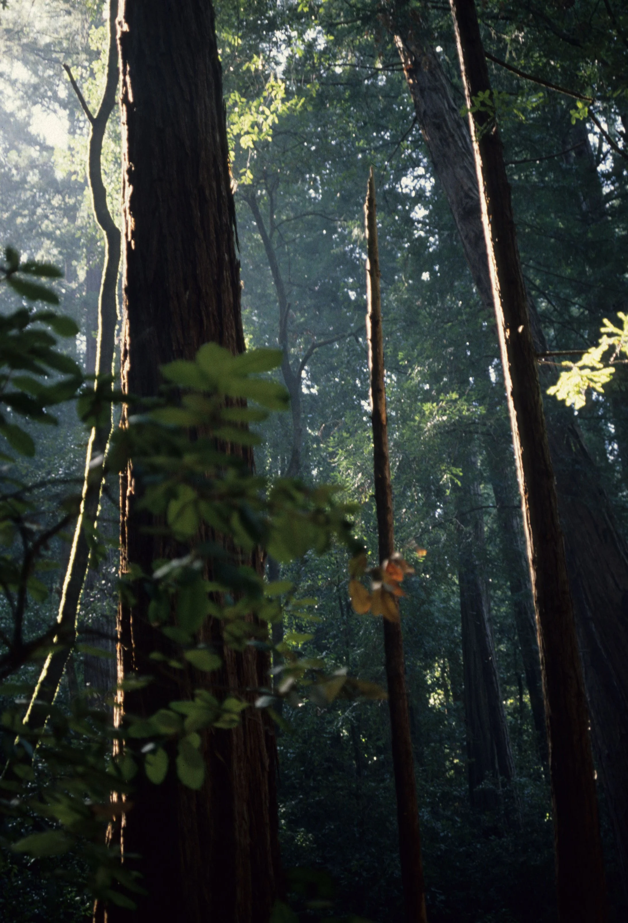 CALIFORNIA - POINT REYES - SEQUOIA SEMPERVIRENS - COASTAL REDWOOD IN SAMUAL P TAYLOR SP.jpg