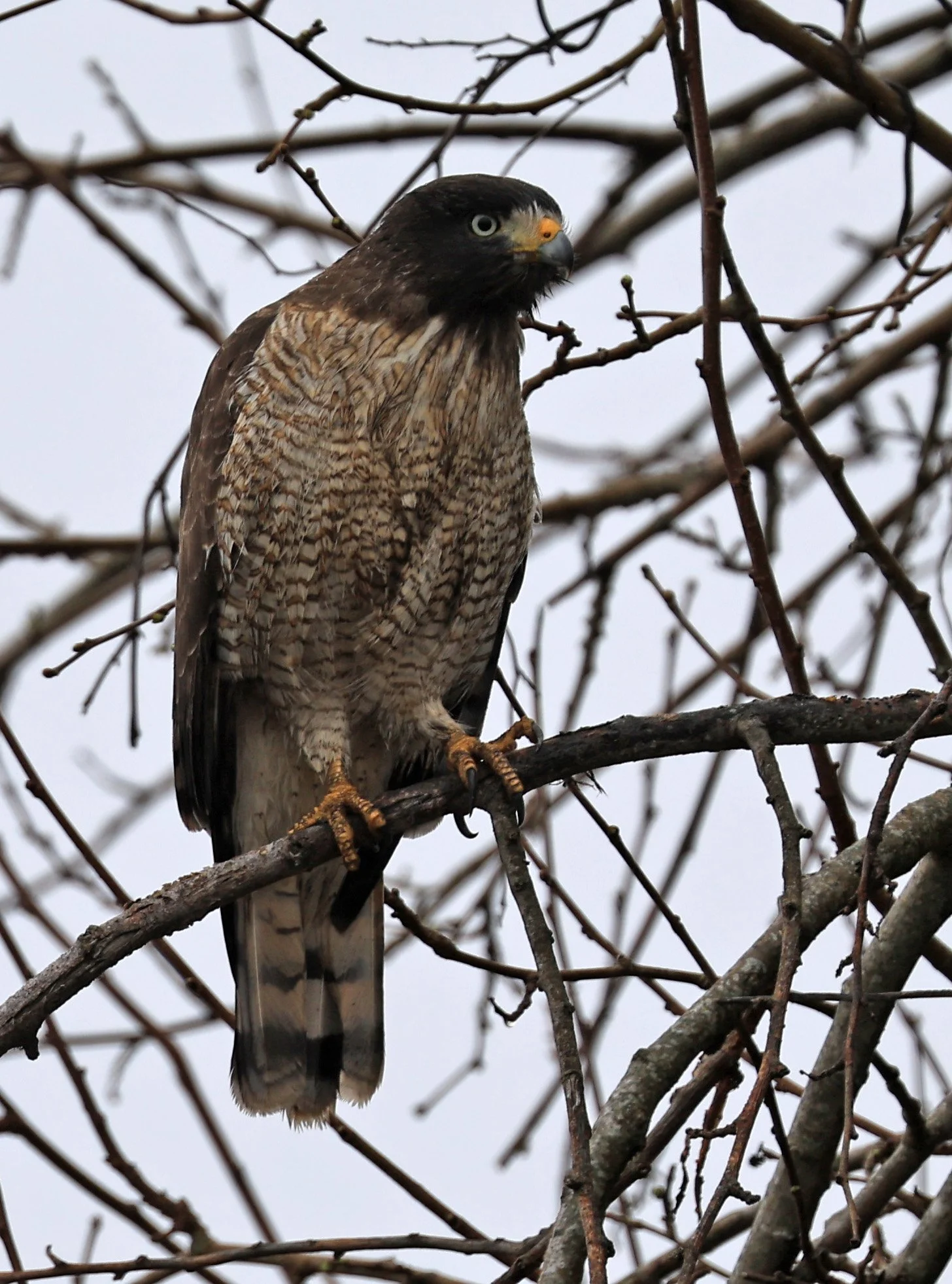 Roadside Hawk (Rupornis magnirostris) Reserva Natural Ceibas, Entre Rios, Argentina 