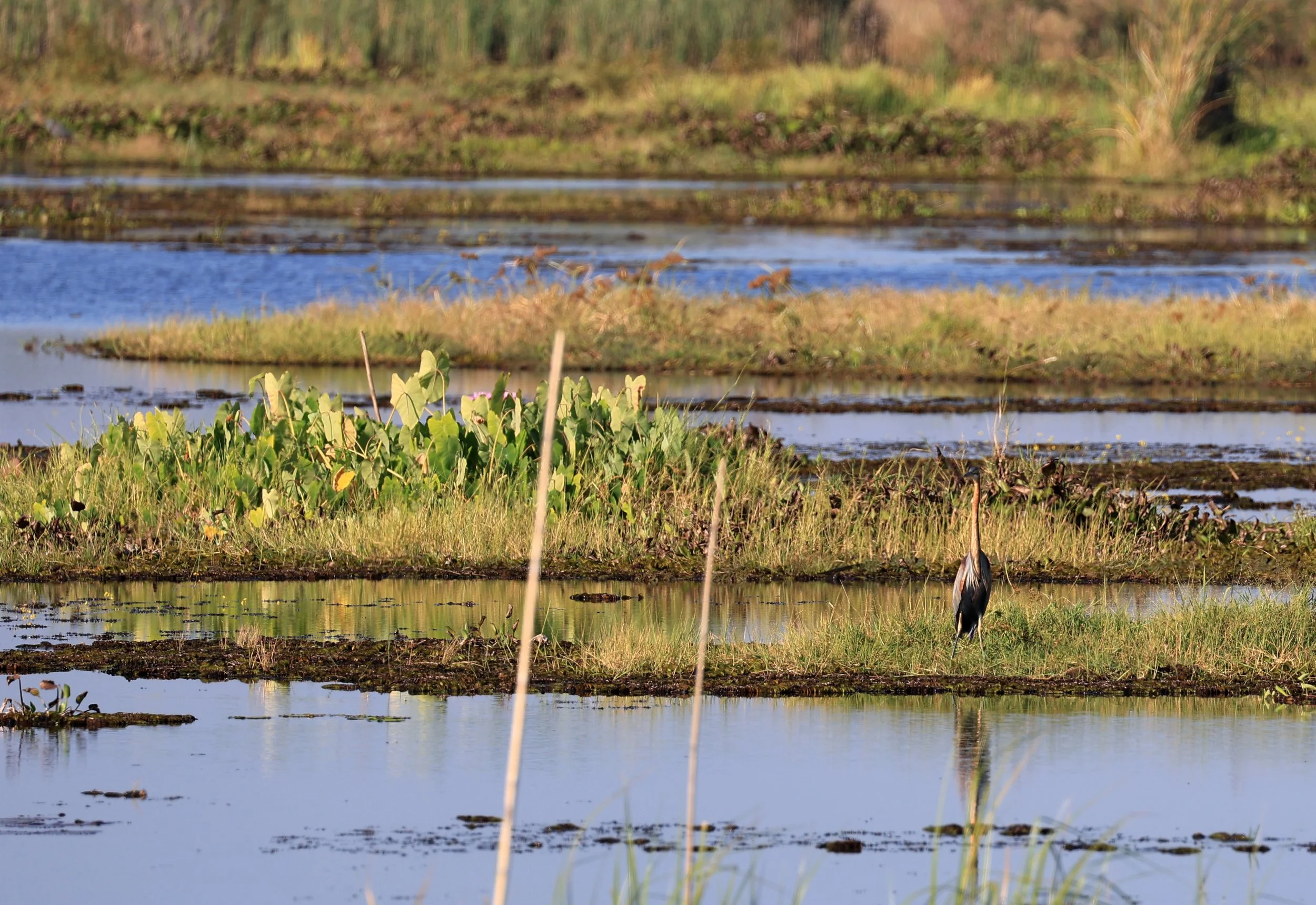 Purple Heron (Ardea purpurea) Nong Han Lake & Wetland - Sakon Nakhon Province (5).jpg
