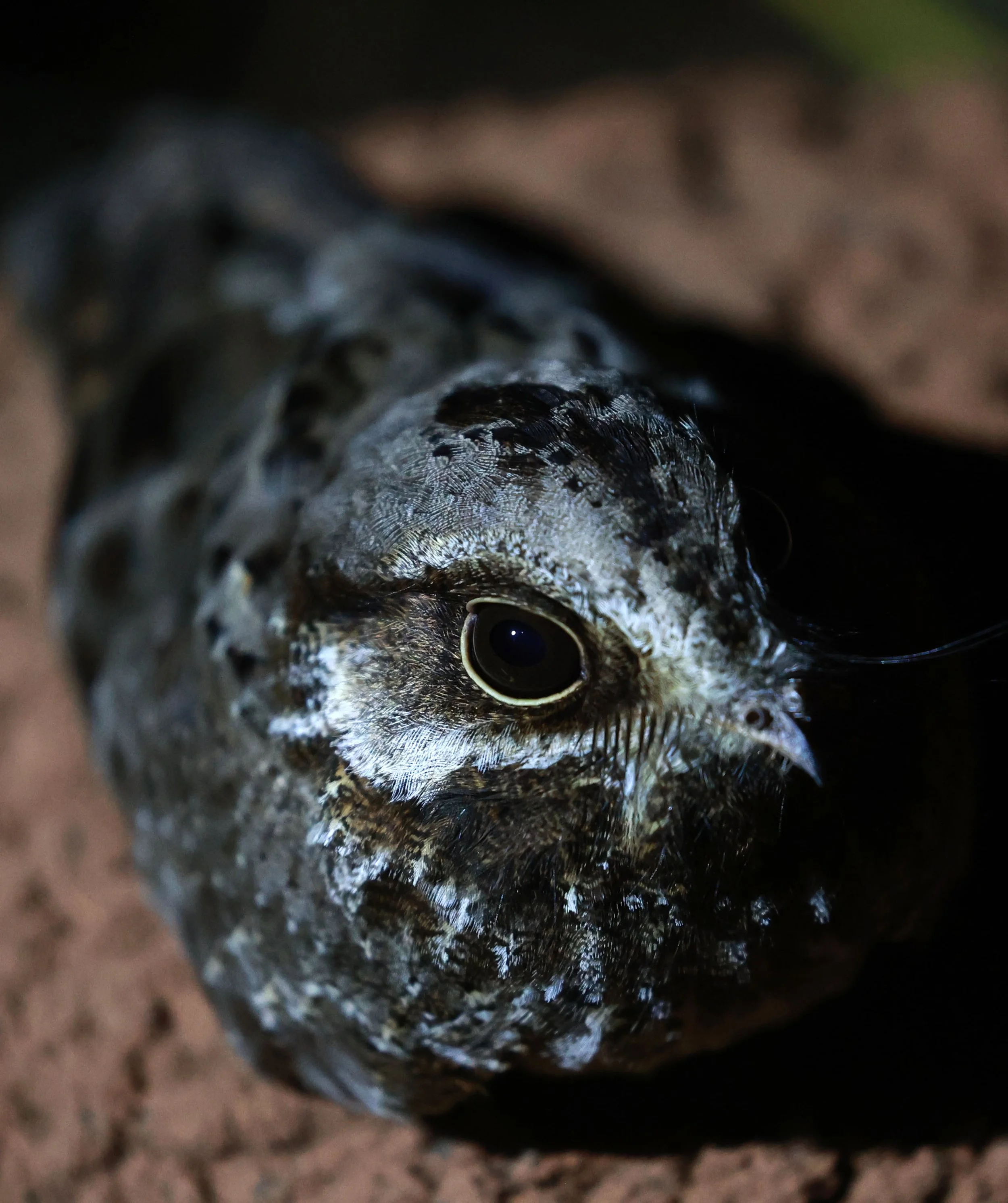 Nightjar - Little Nightjar - Setopagis parvula - Emas National Park, Goias Brazil (24).jpg