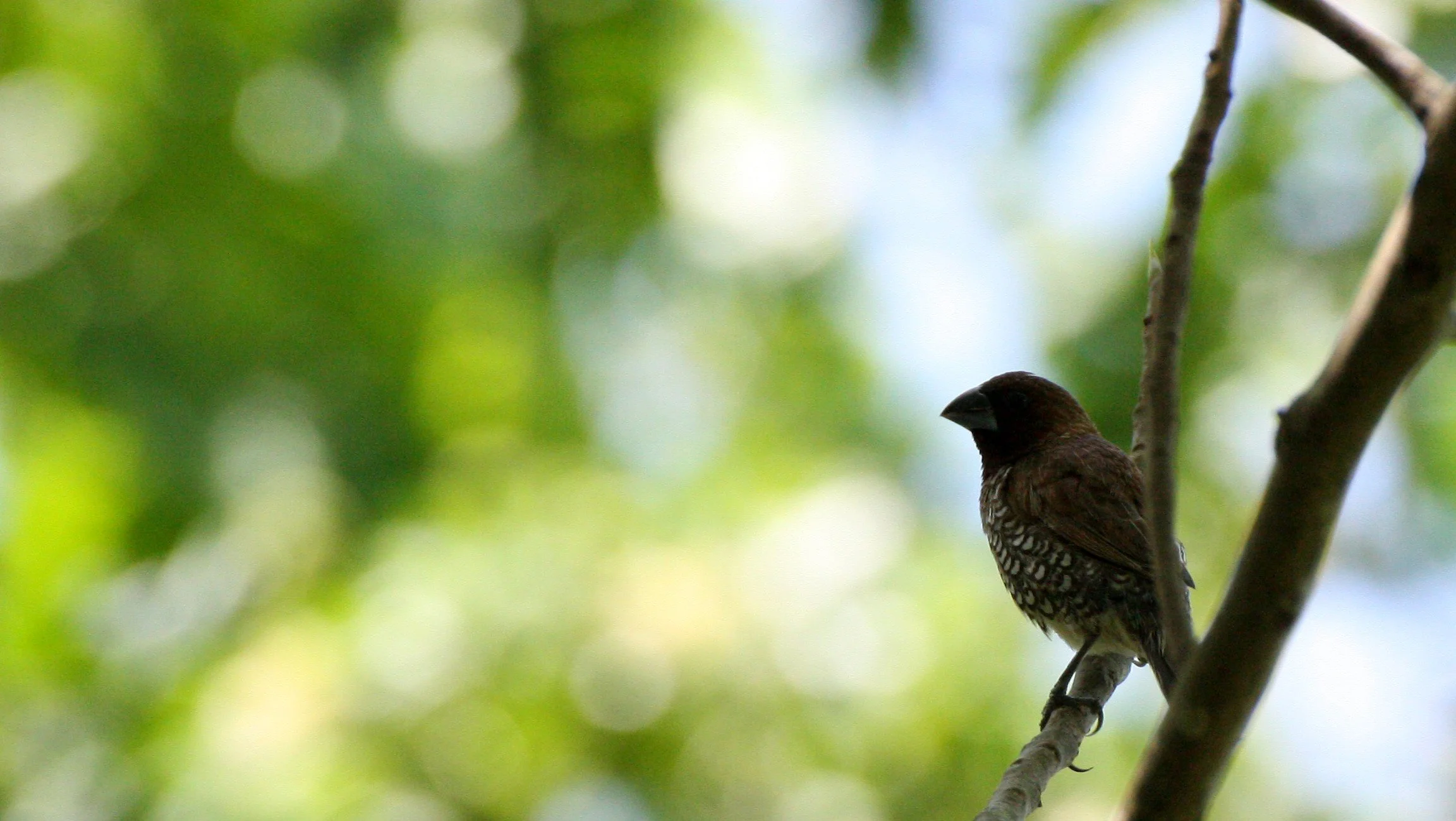 MUNIA - SCALY BREASTED MUNIA - Lonchura punctulata - NAKHON THAILAND' (13).JPG