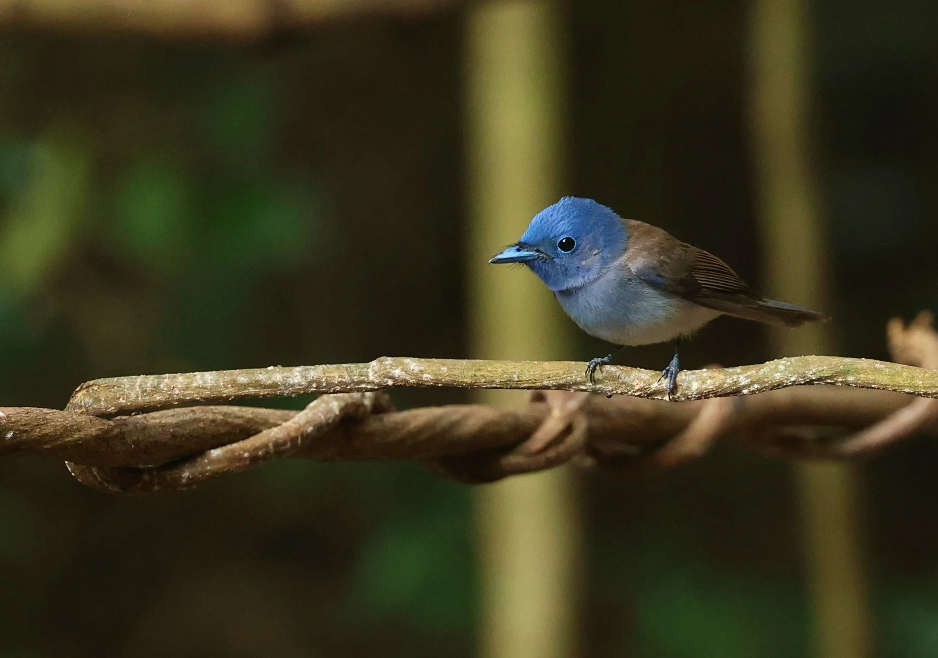 MONARCH - BLACK-NAPED MONARCH - Hypothymis azurea - NUY HIDE NEAR KAENG KRACHAN FEB 2022 (1).jpg