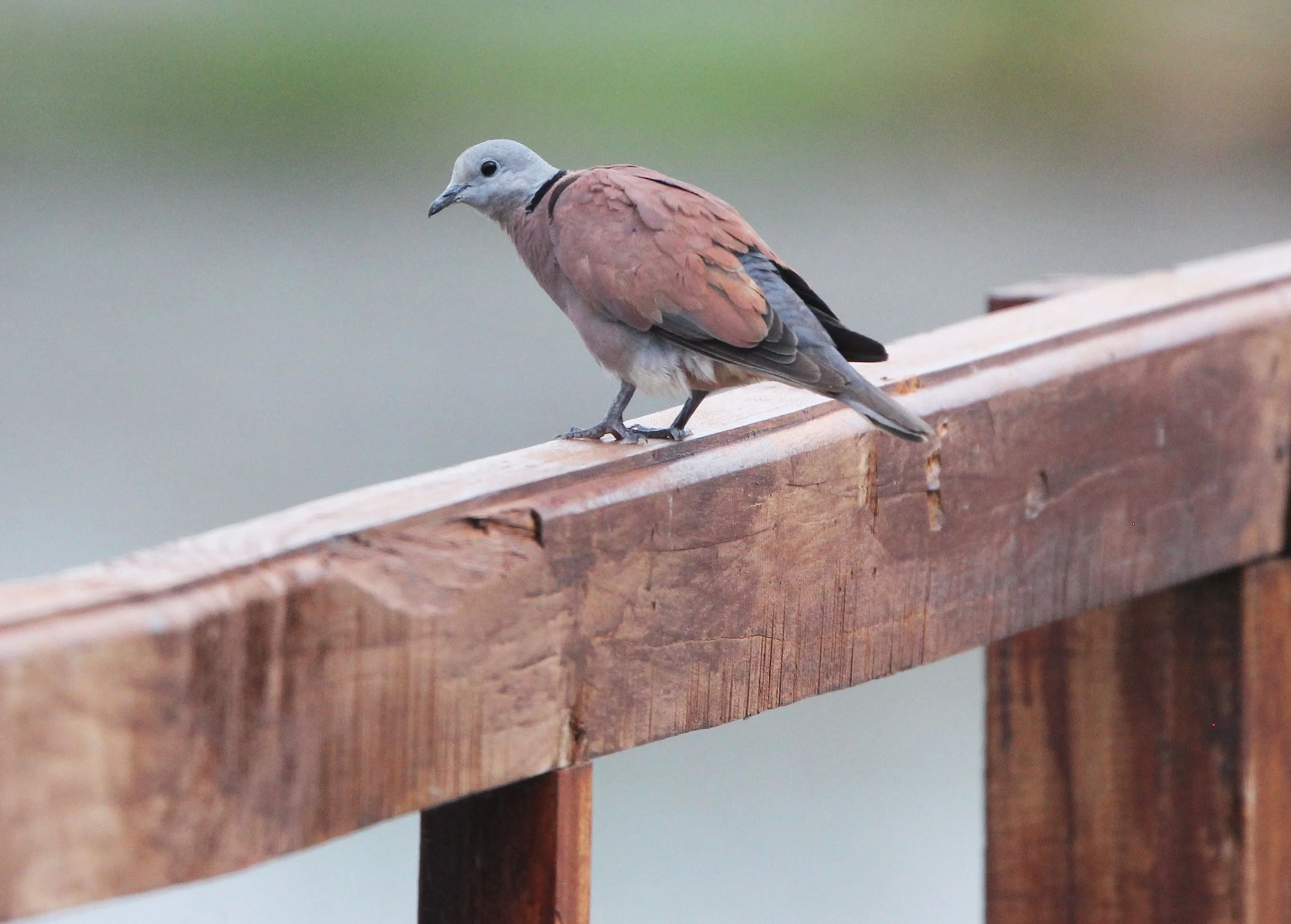 Red-collared Dove (Streptopelia tranquebarica) Khao Sam Roi Yod NP Thailand.JPG