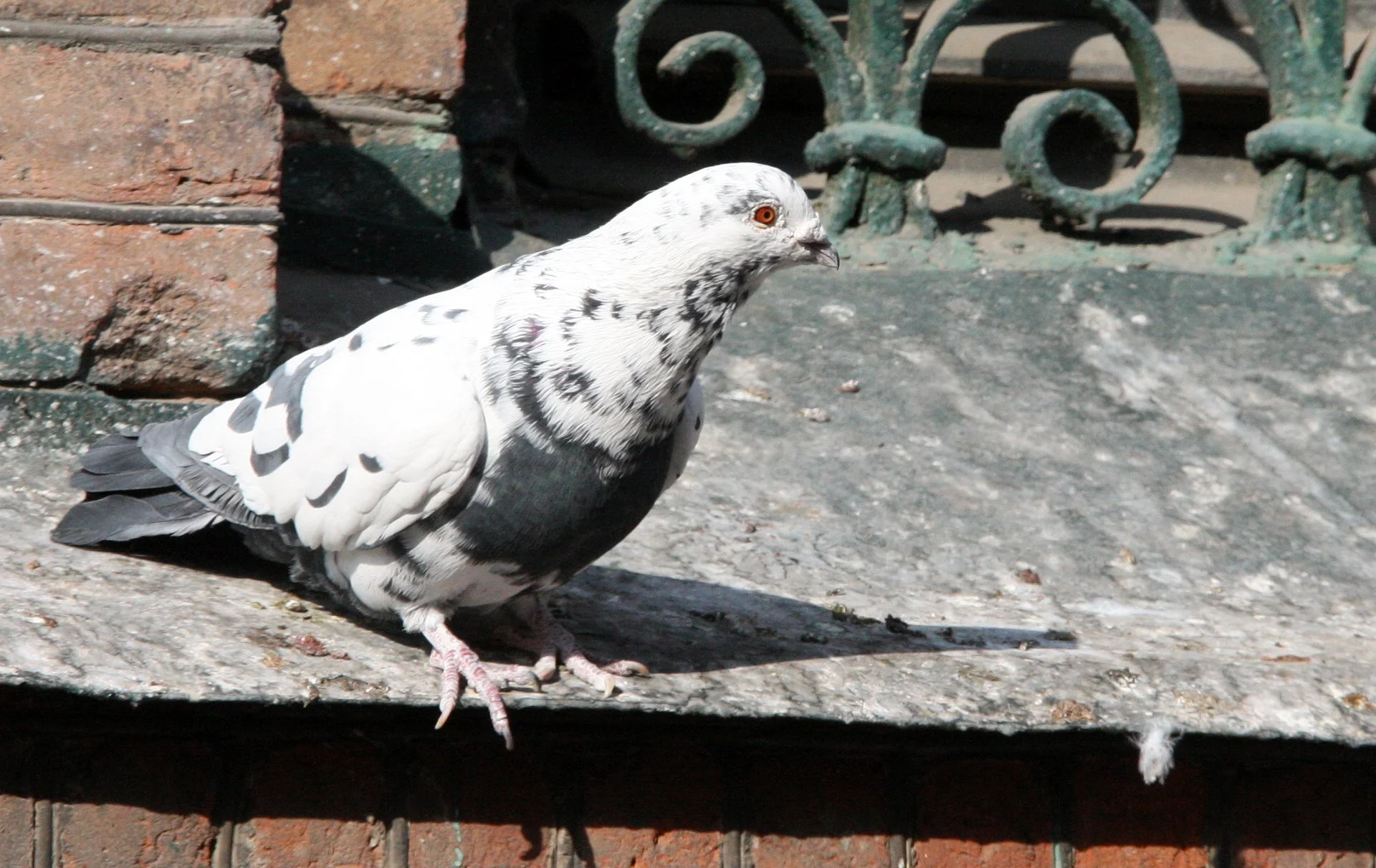 BIRD - PIGEON - HARBIN SAINT SOPHIA'S CATHEDRAL CHINA (4).JPG