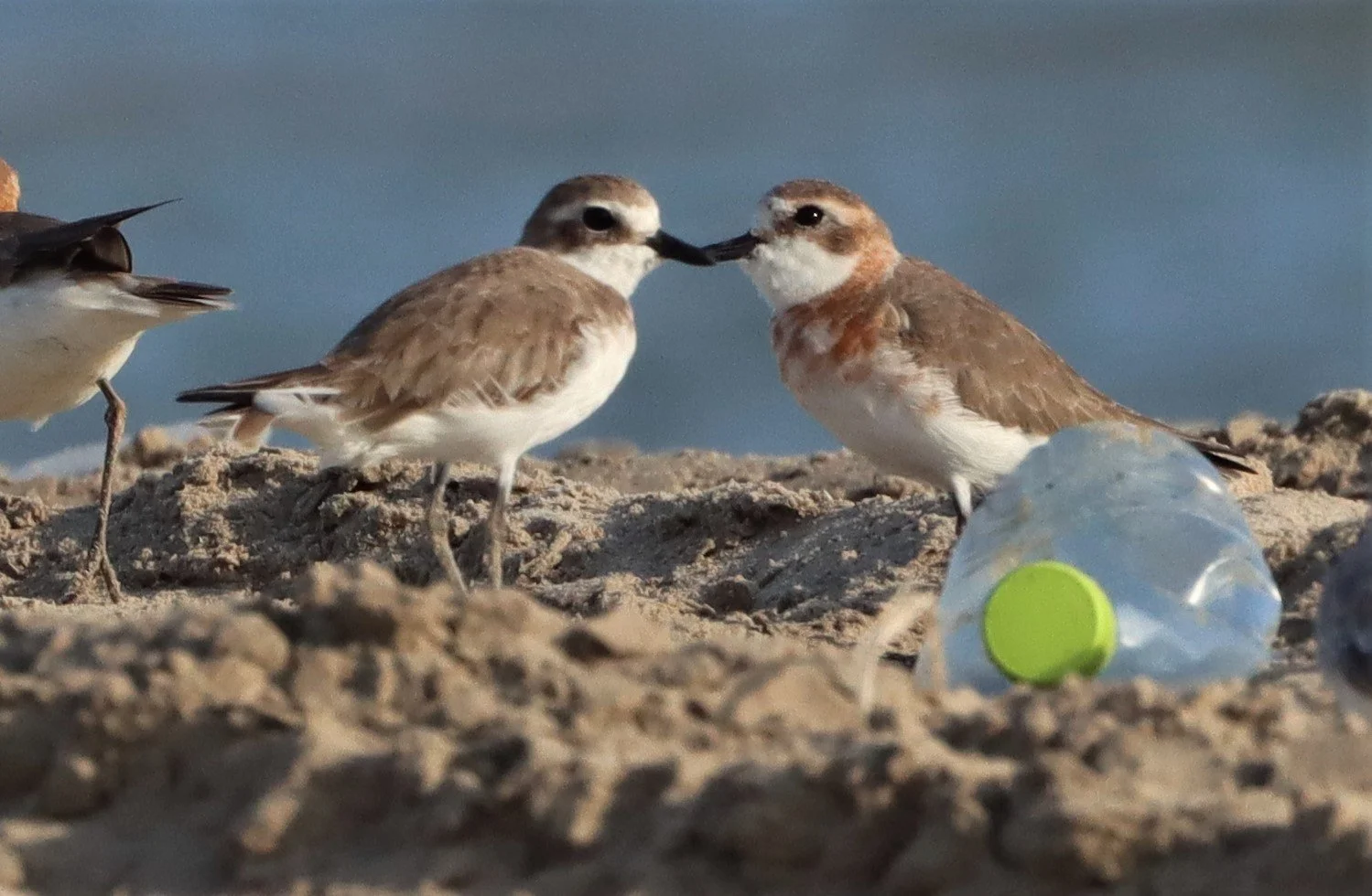 PLOVER - LESSER SAND-PLOVER - Charadrius mongolus - LAEM PAK BIA PETBURI - KENTISH PLOVERS AND SANDERLINGS TOO (16).jpg