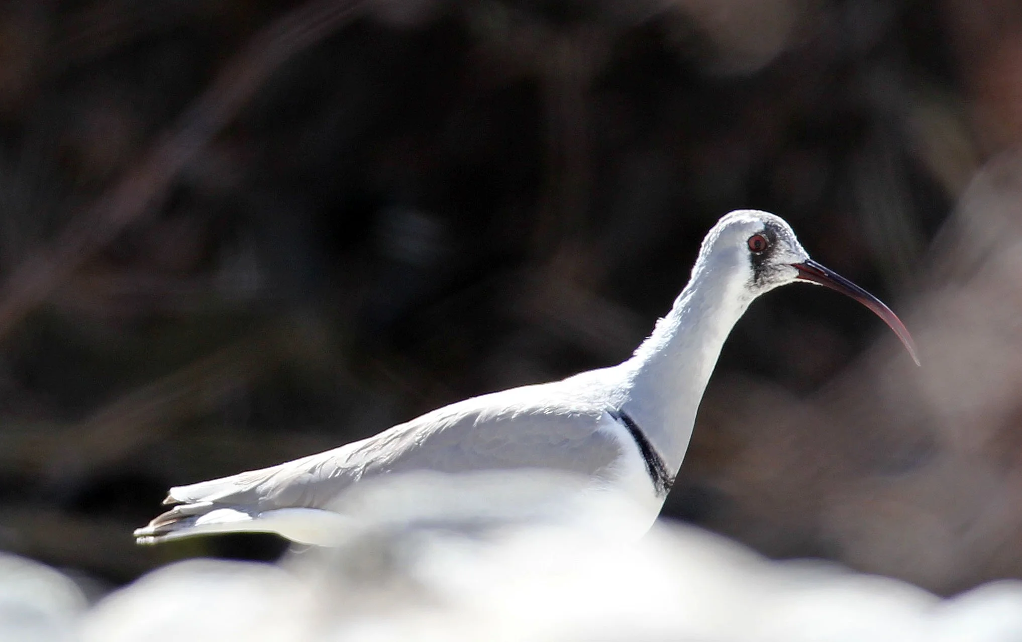 BIRD - IBISBILL - HEMIS NATIONAL PARK - LADAKH INDIA - JAMMU & KASHMIR NEAR LEH (120).JPG