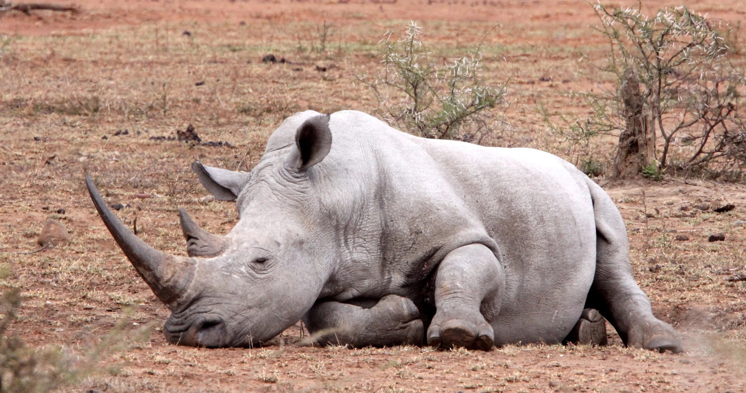 Ceratotherium simum simum - SOUTHERN WHITE RHINO - IMFOLOZI NATIONAL PARK SOUTH AFRICA (10).JPG