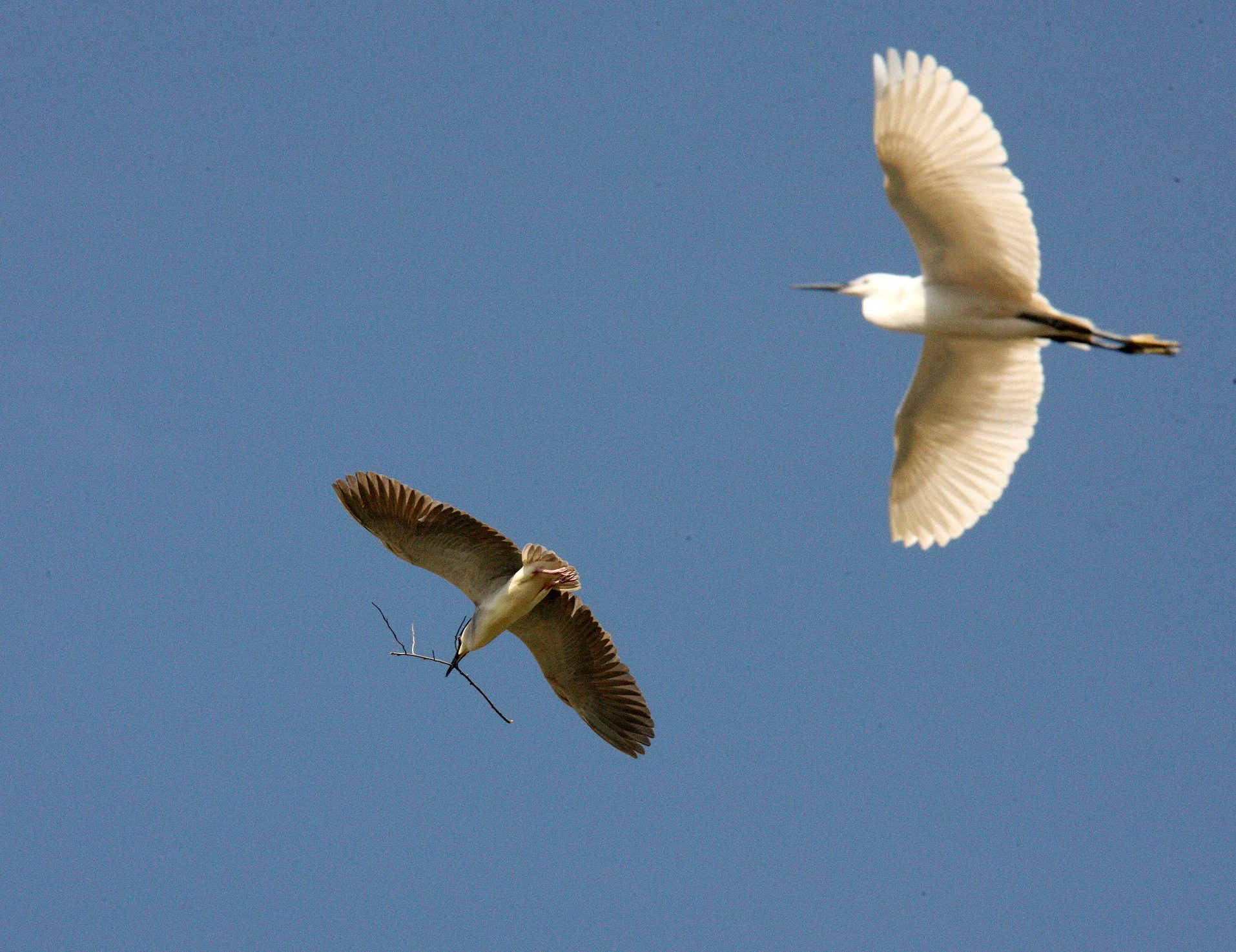 BIRD - HERON - BLACK-CROWNED NIGHT HERON - LINDEN CENTER - XIZHOU VILLAGE YUNNAN CHINA (4).JPG