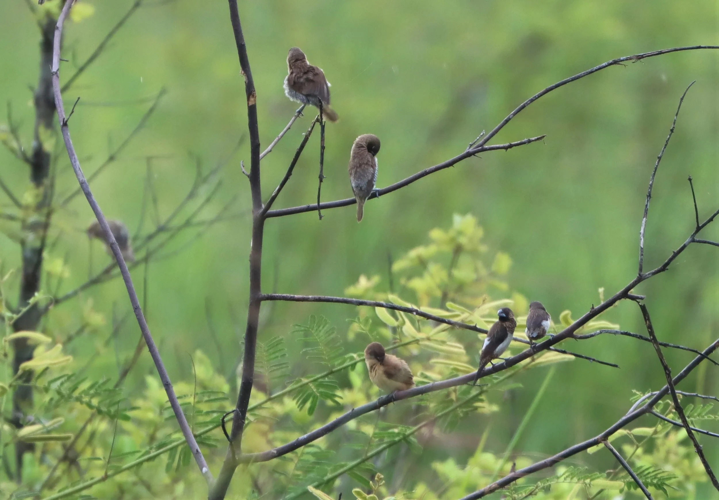 MUNIA - WHITE-RUMPED MUNIA - Lonchura striata - KABIN BURI PUBLIC WETLANDS NORTH OF TOWN  (2).jpg