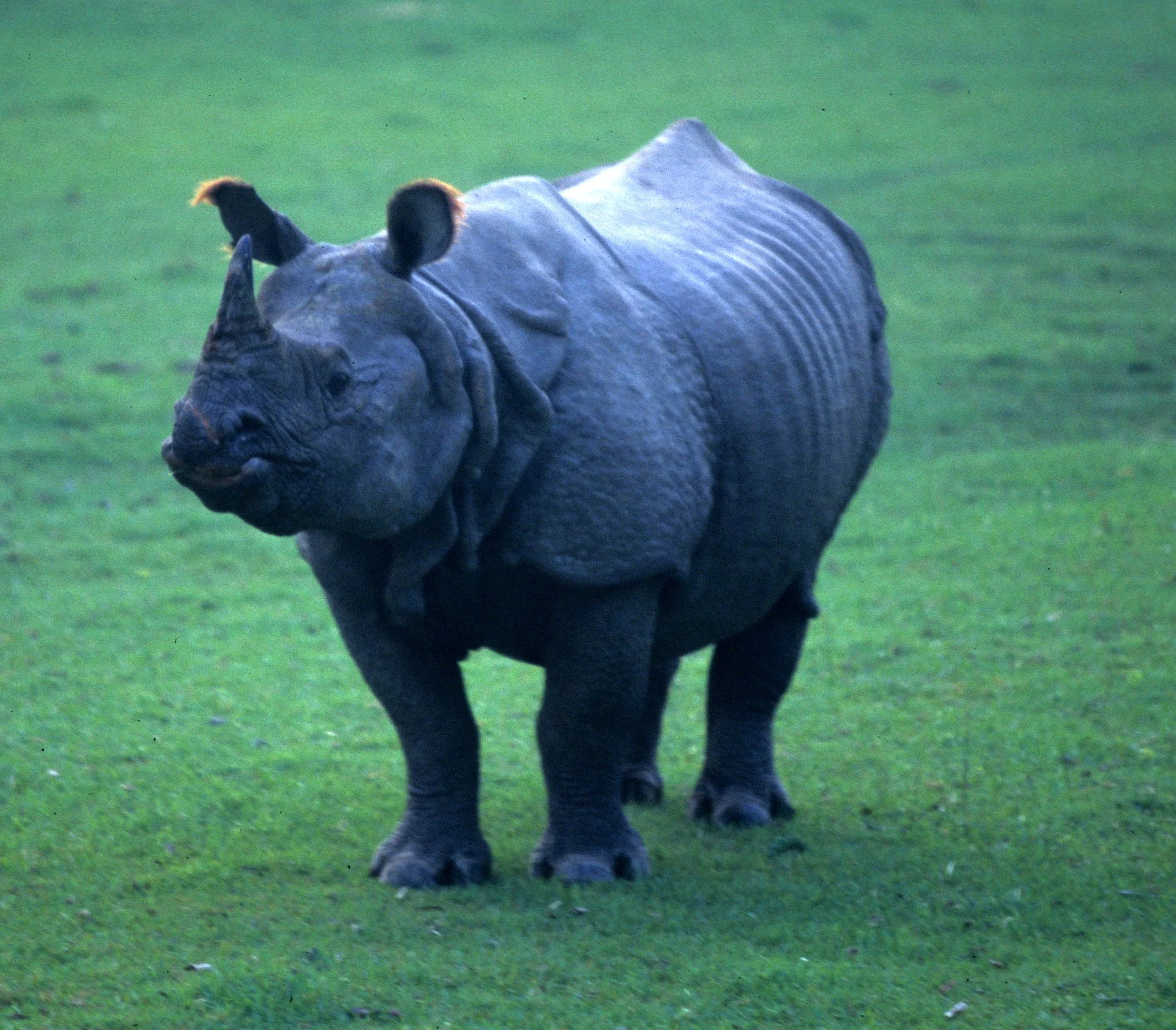 RHINO - ASIAN RHINO - CHITWAN NEPAL E.jpg