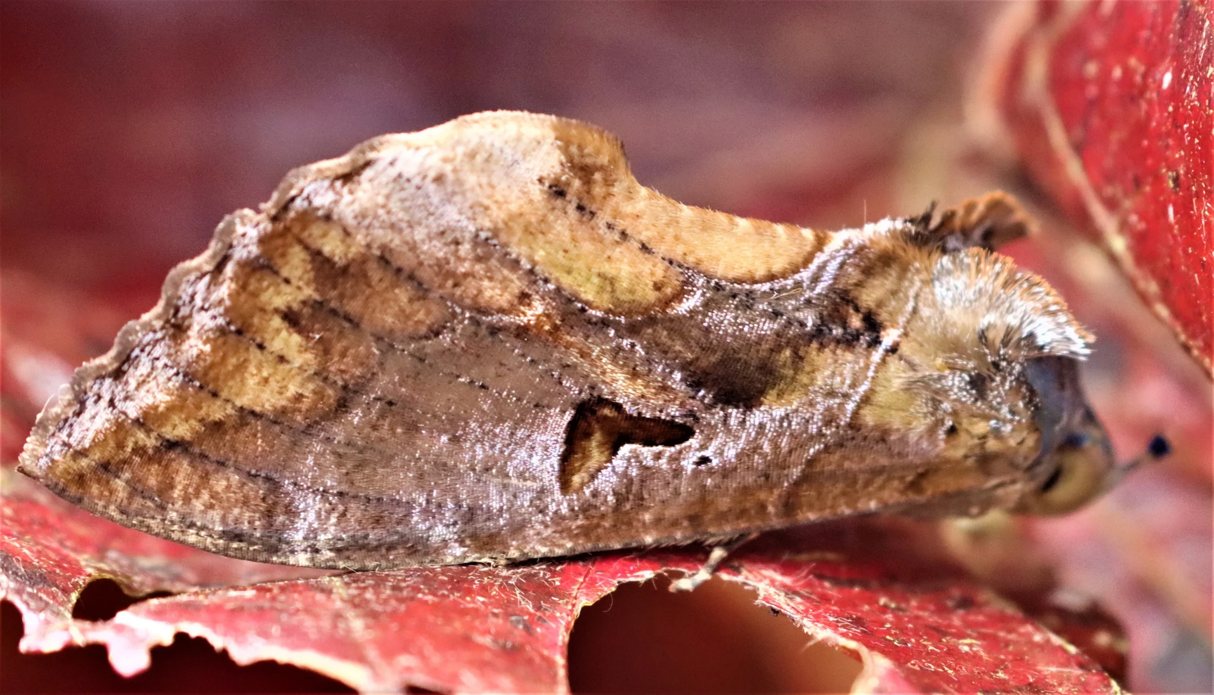 Family Noctuidae - Owlet Moths