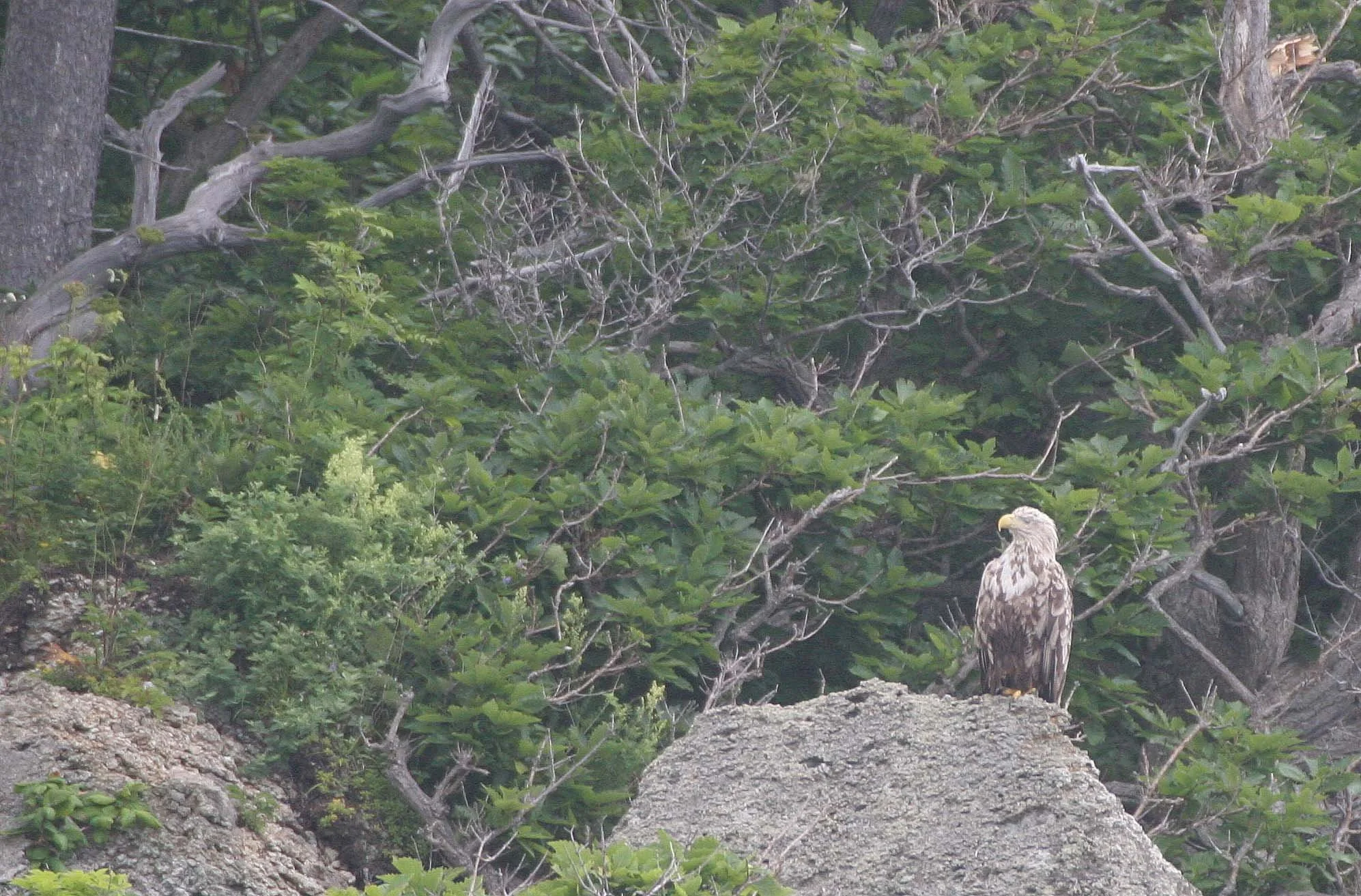 Haliaeetus albicilla - WHITE-TAILED SEA EAGLE - KURIL ISLANDS RUSSIA (33).jpg