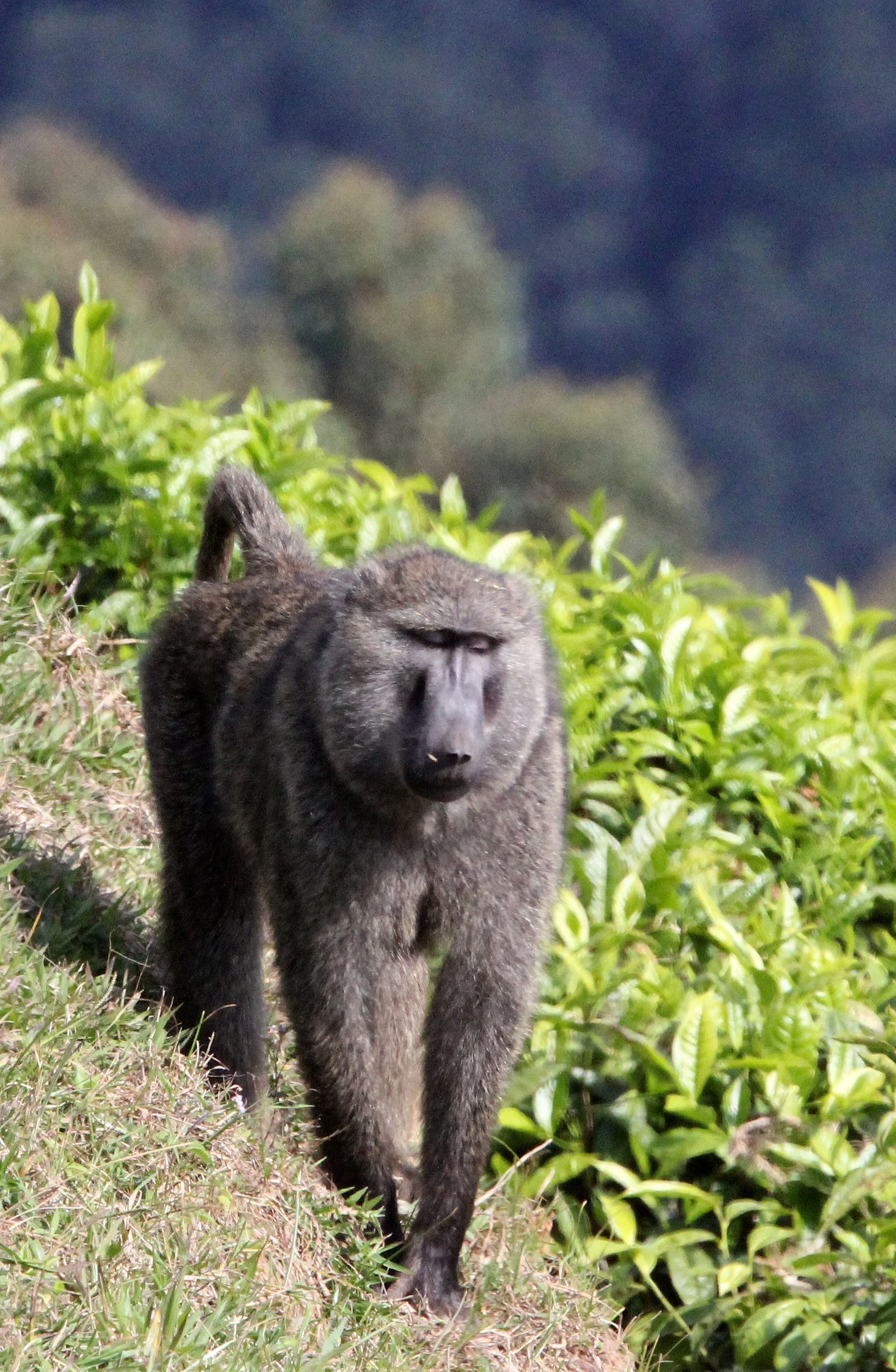 CERCOPITHECIDAE - Papio anubis - OLIVE BABOON - GREY FORM - NYUNGWE NATIONAL PARK RWANDA (323).JPG