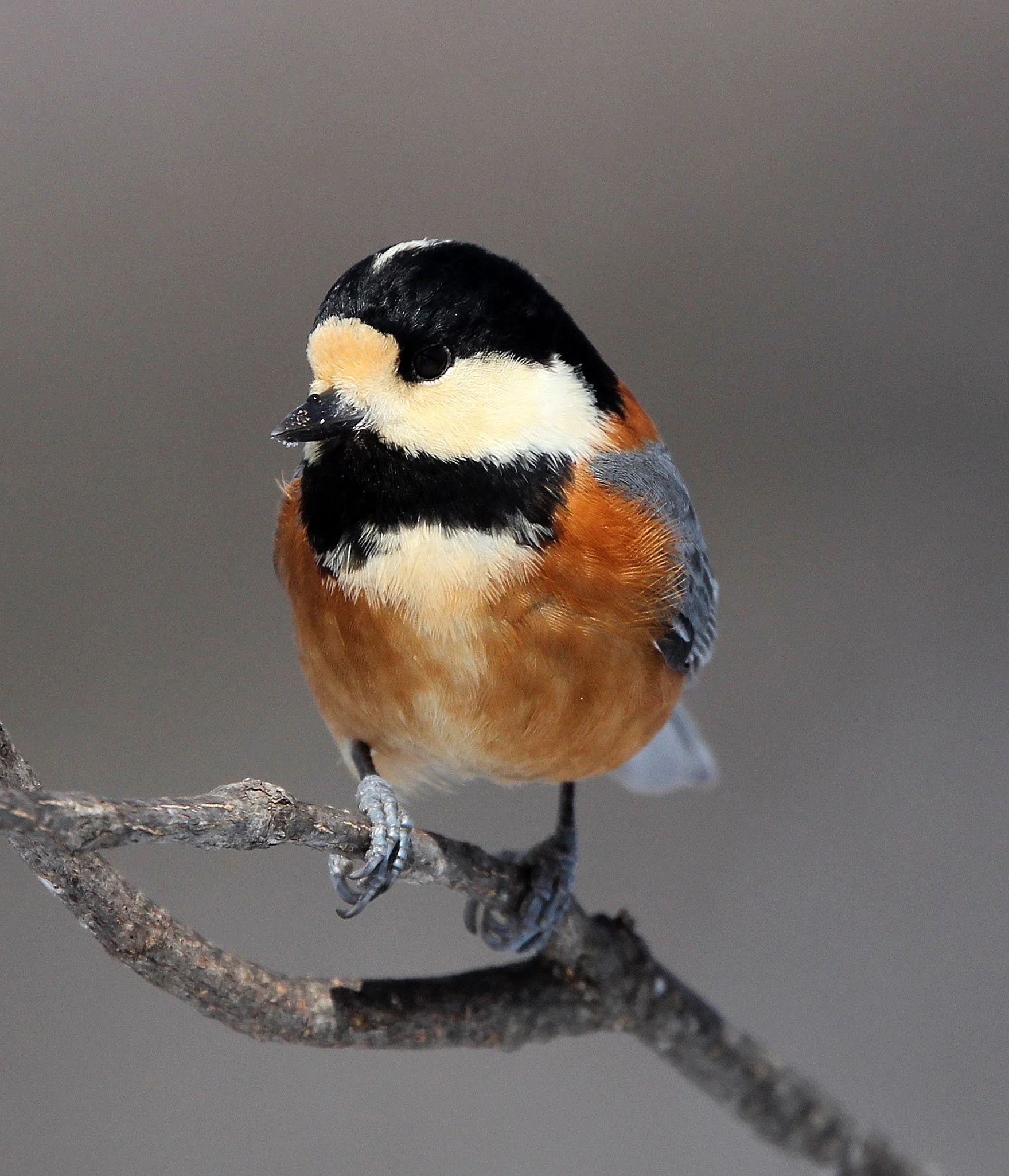 Varied Tit (Sittiparus varia) Kinohiroba Park, Abashiri Hokkaido, Japan (21).JPG