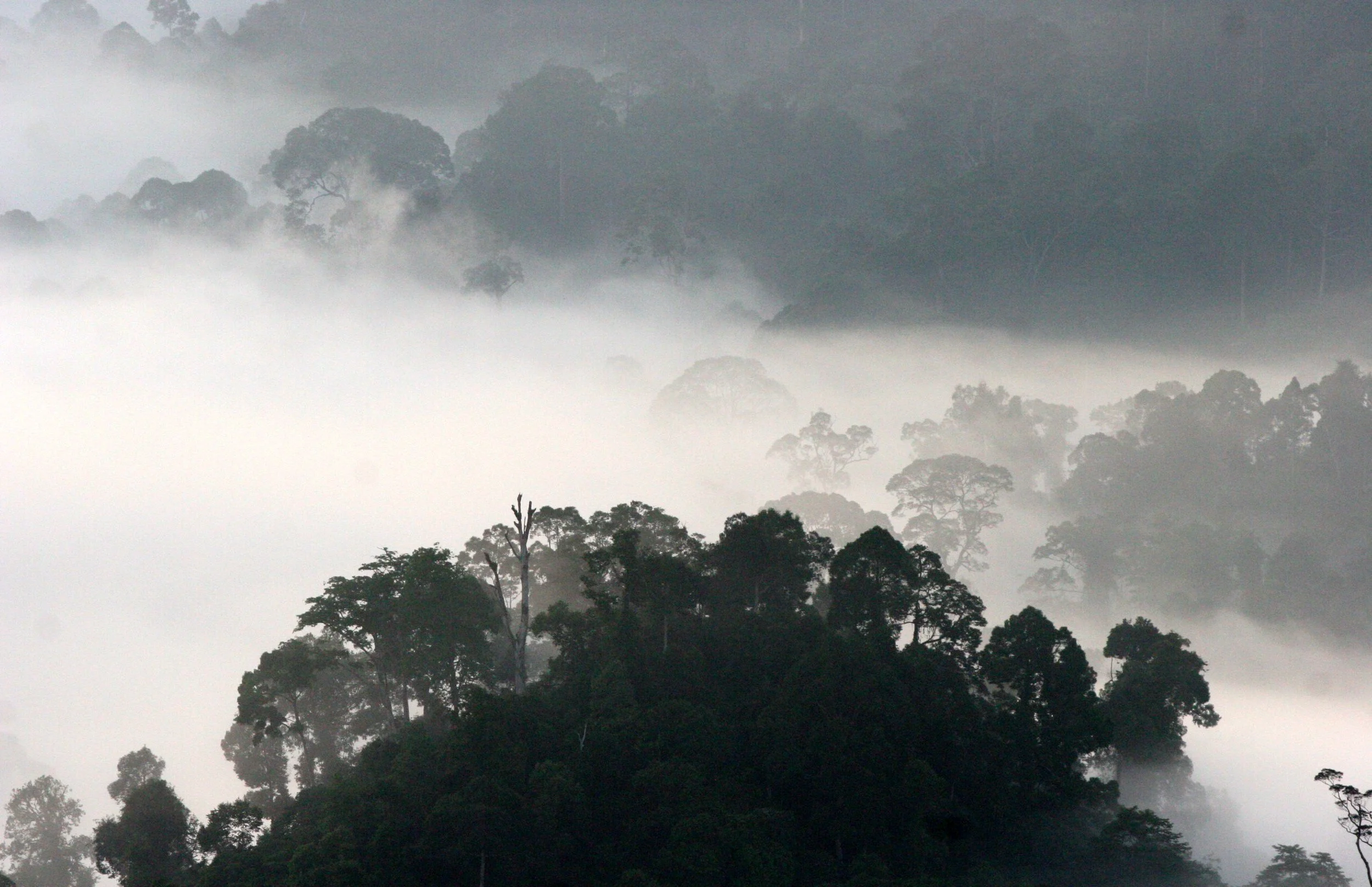 DANUM VALLEY BORNEO - SUNRISE OVER THE DANUM (83).JPG