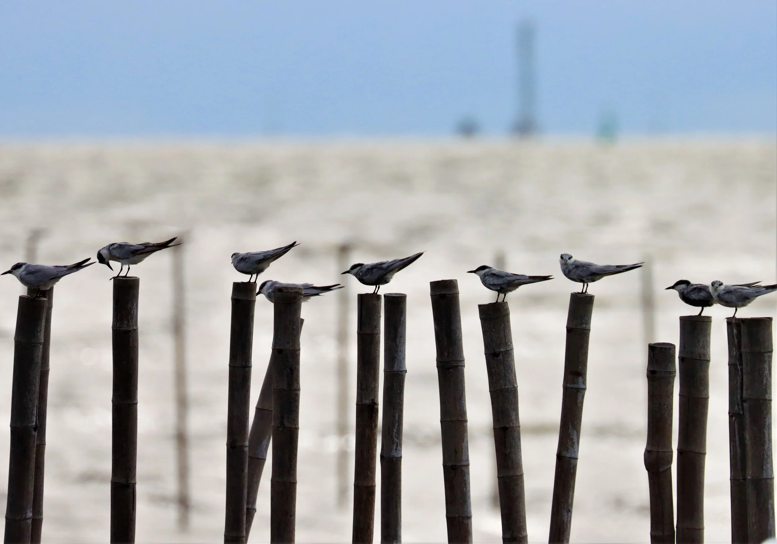 TERN - WHISKERED TERN - Chlidonias hybridus - BANG PU SEPT 22 2021 (3).jpg