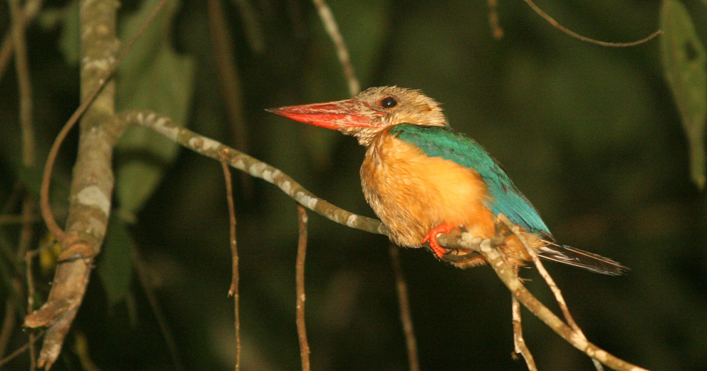 Pelargopsis capensis - STORK-BILLED KINGFISHER - KINABATANGAN RIVER BORNEO (17).JPG