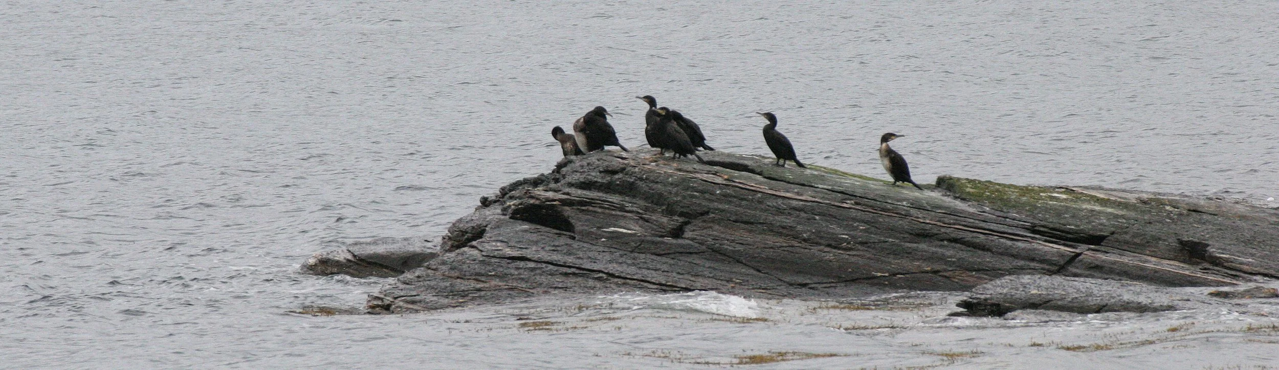 Gulosus aristotelis - European Shag - Tromso Norway (9).jpg