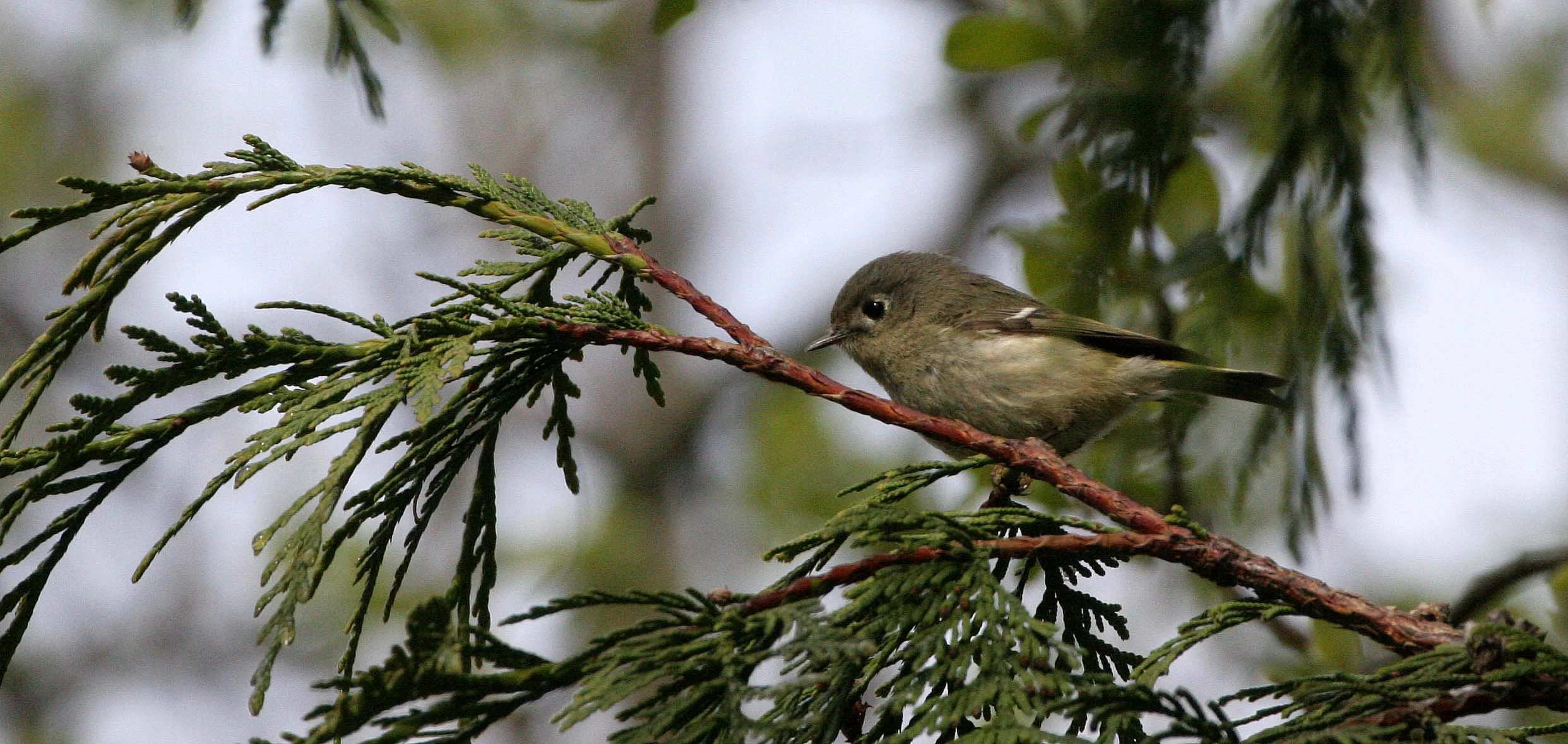 Hutton's Vireo (Vireo huttoni) Lake Farm Olympic Peninsula Washington (13).JPG