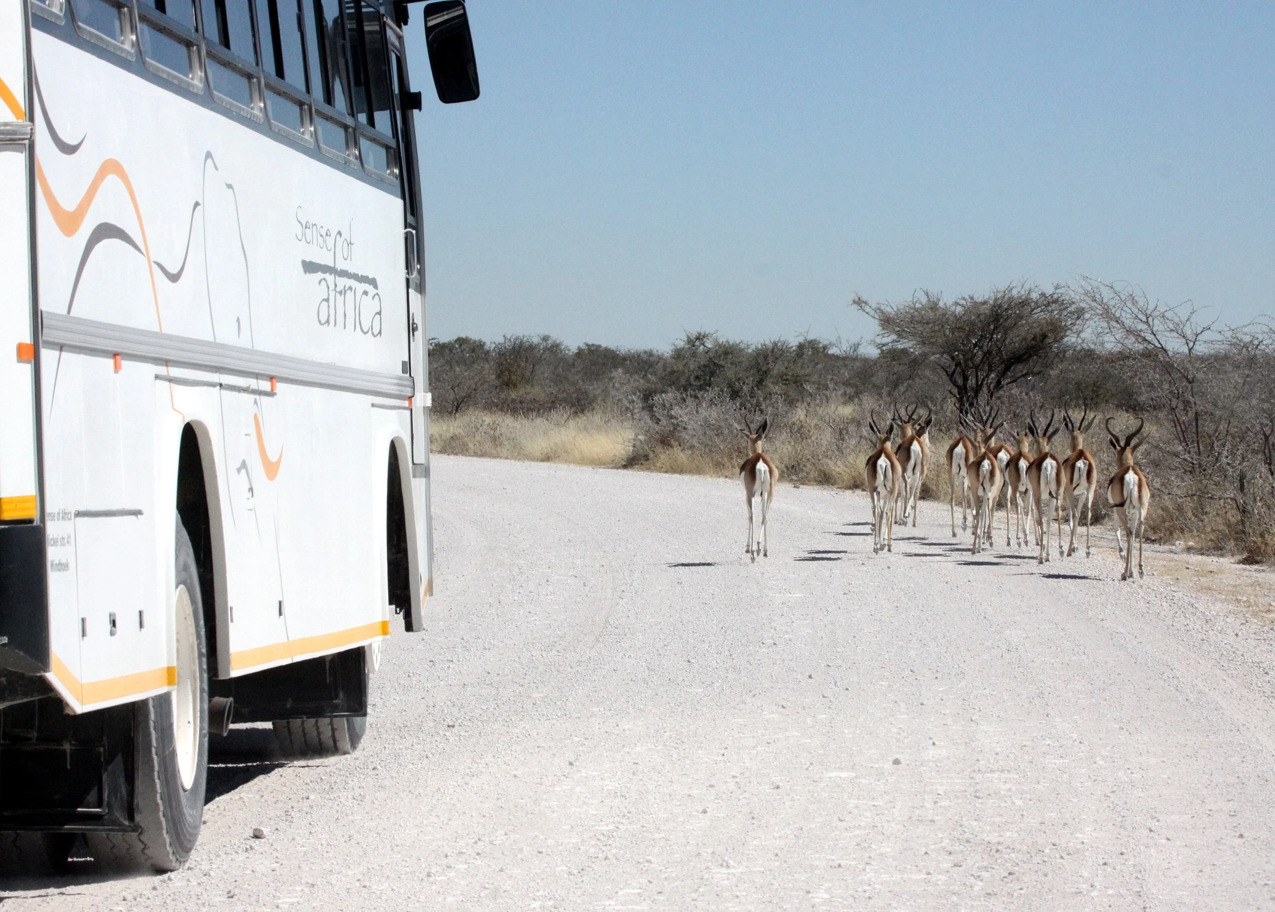 ETOSHA NATIONAL PARK NAMIBIA - SENSE OF AFRICA.JPG