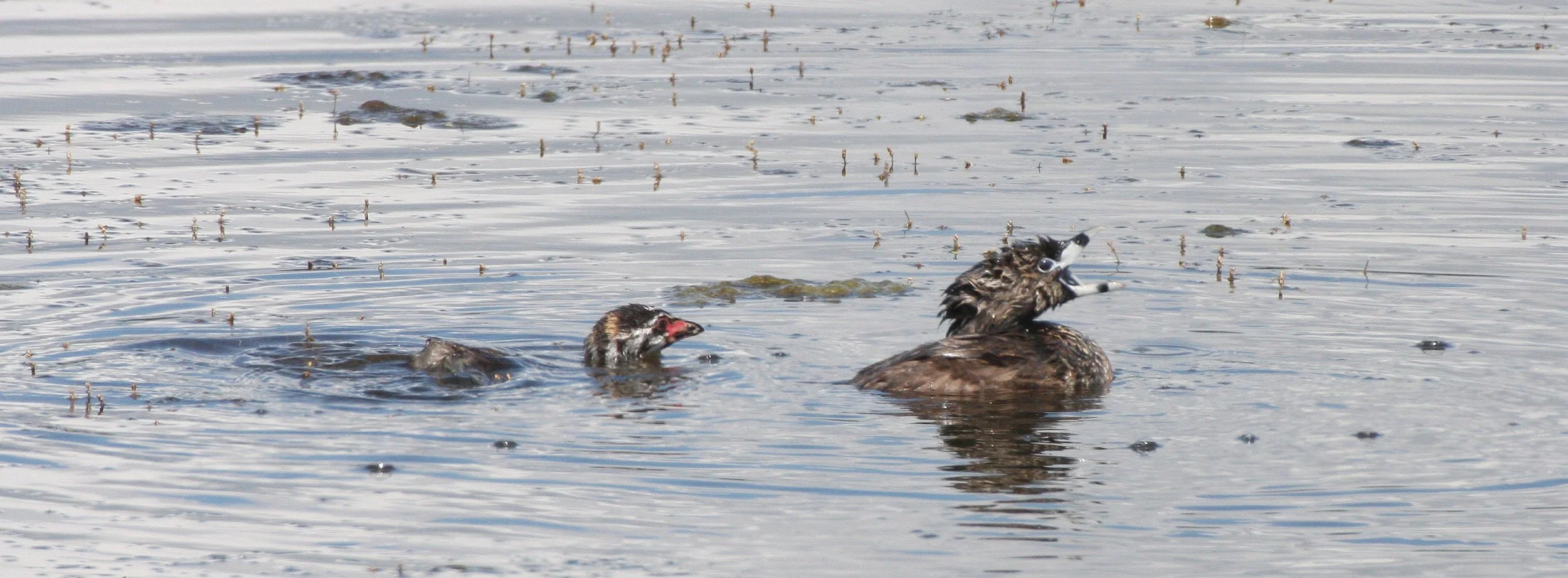 Pied-billed Grebe (Podilymbus podiceps) Ridgefield NWR Washington (27).JPG
