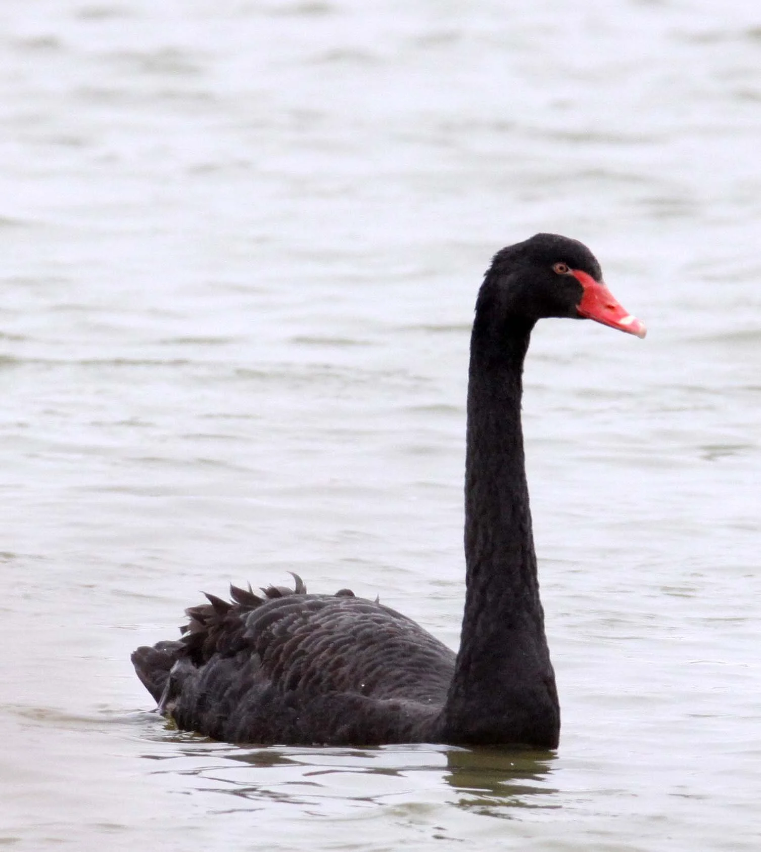 SWAN - BLACK SWAN - Cygnus atratus - YANCHENG CHINA (5).JPG