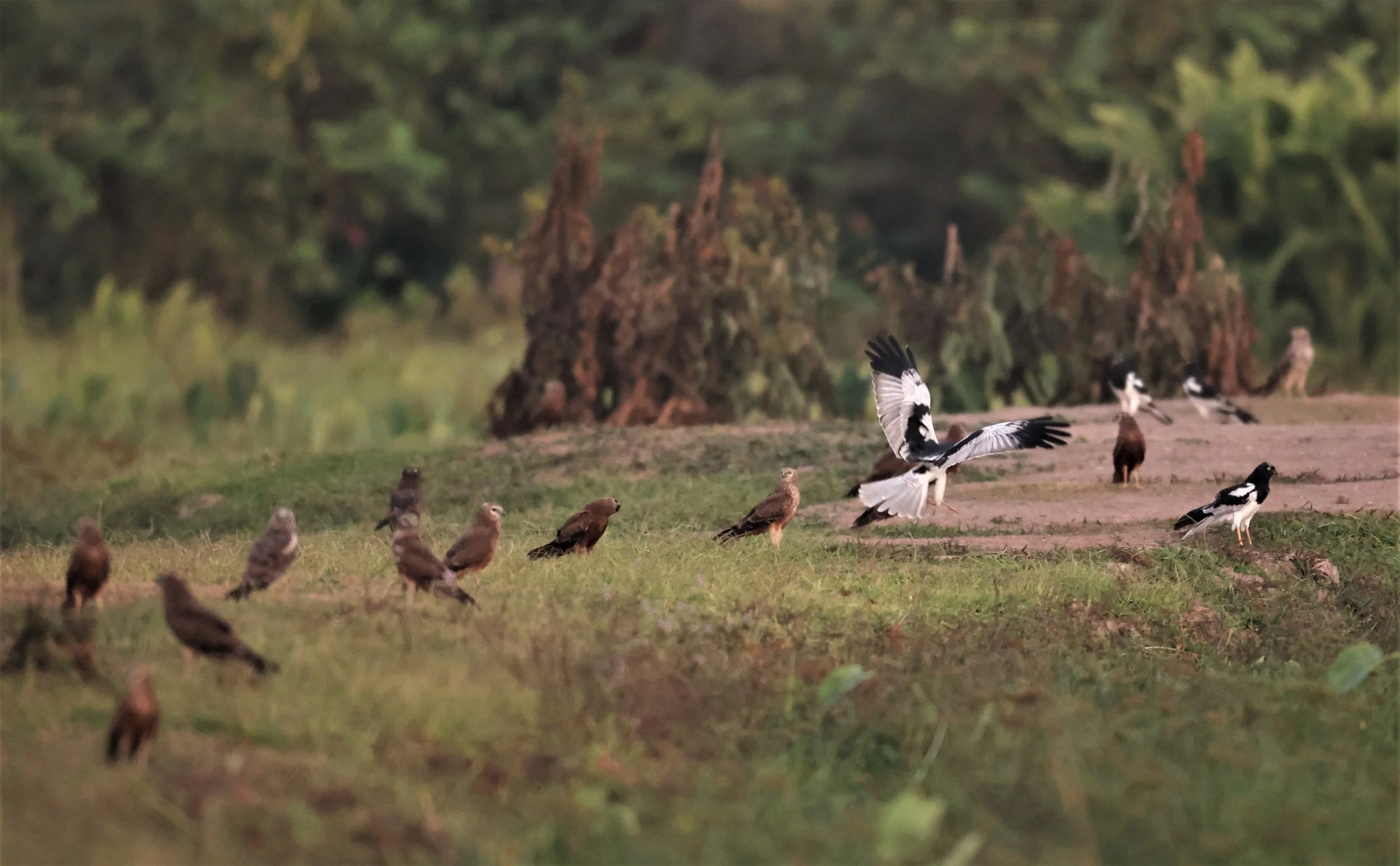HARRIER - PIED HARRIER - Circus melanoleucos - YONOK CHIANG SAEN CHIANG RAI - ROOST (121).JPG