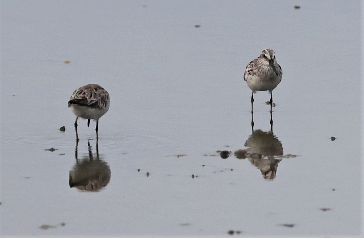SANDPIPER - BROADBILL SANDPIPER - Calidris falcinellus - PAK THALE PETCHABURI 11 SEPTEMBER 2021 (2).jpg