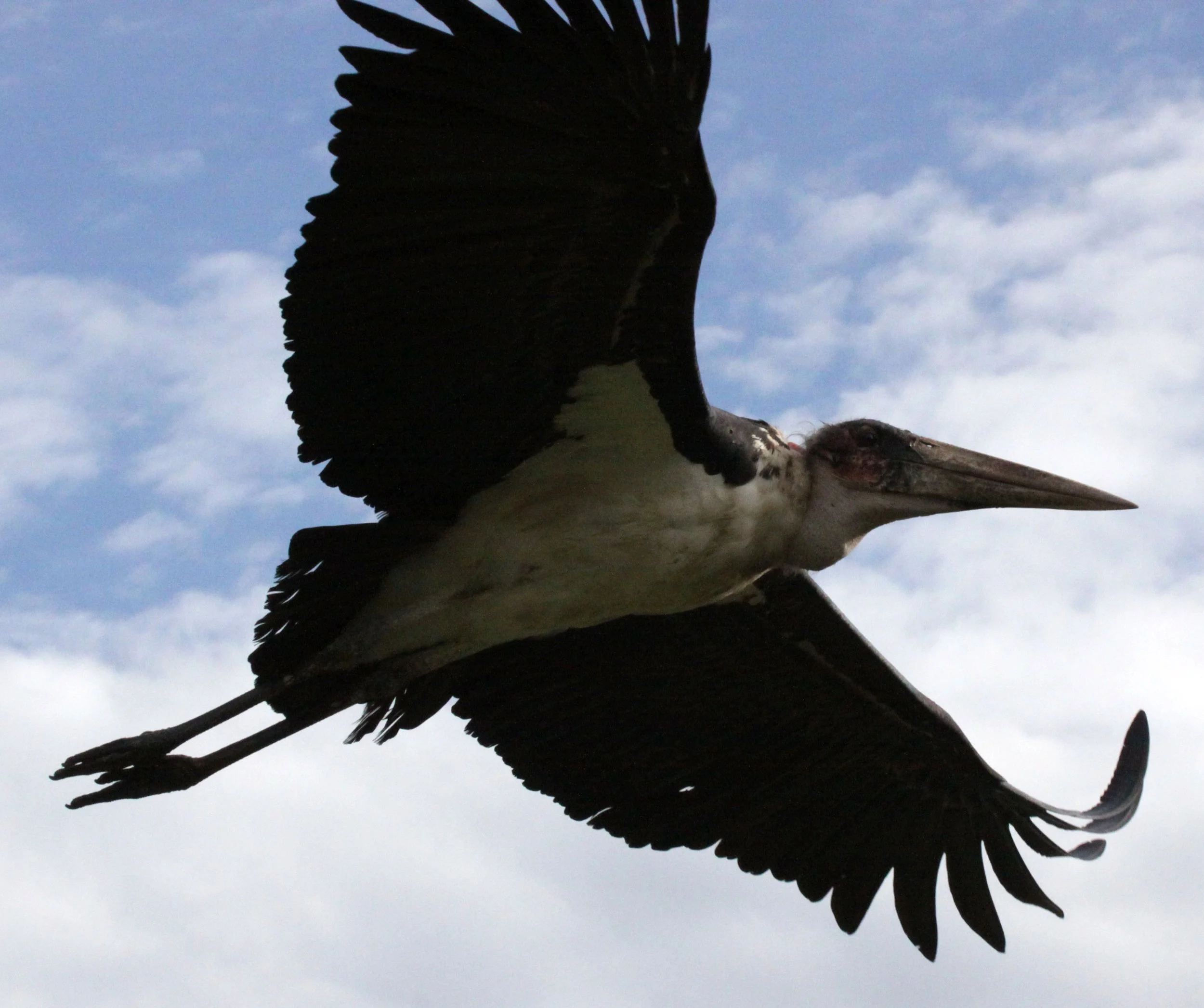 STORK - MARABOU STORK - Leptoptilos crumenifer - LAKE AWASSA ETHIOPIA (9).JPG