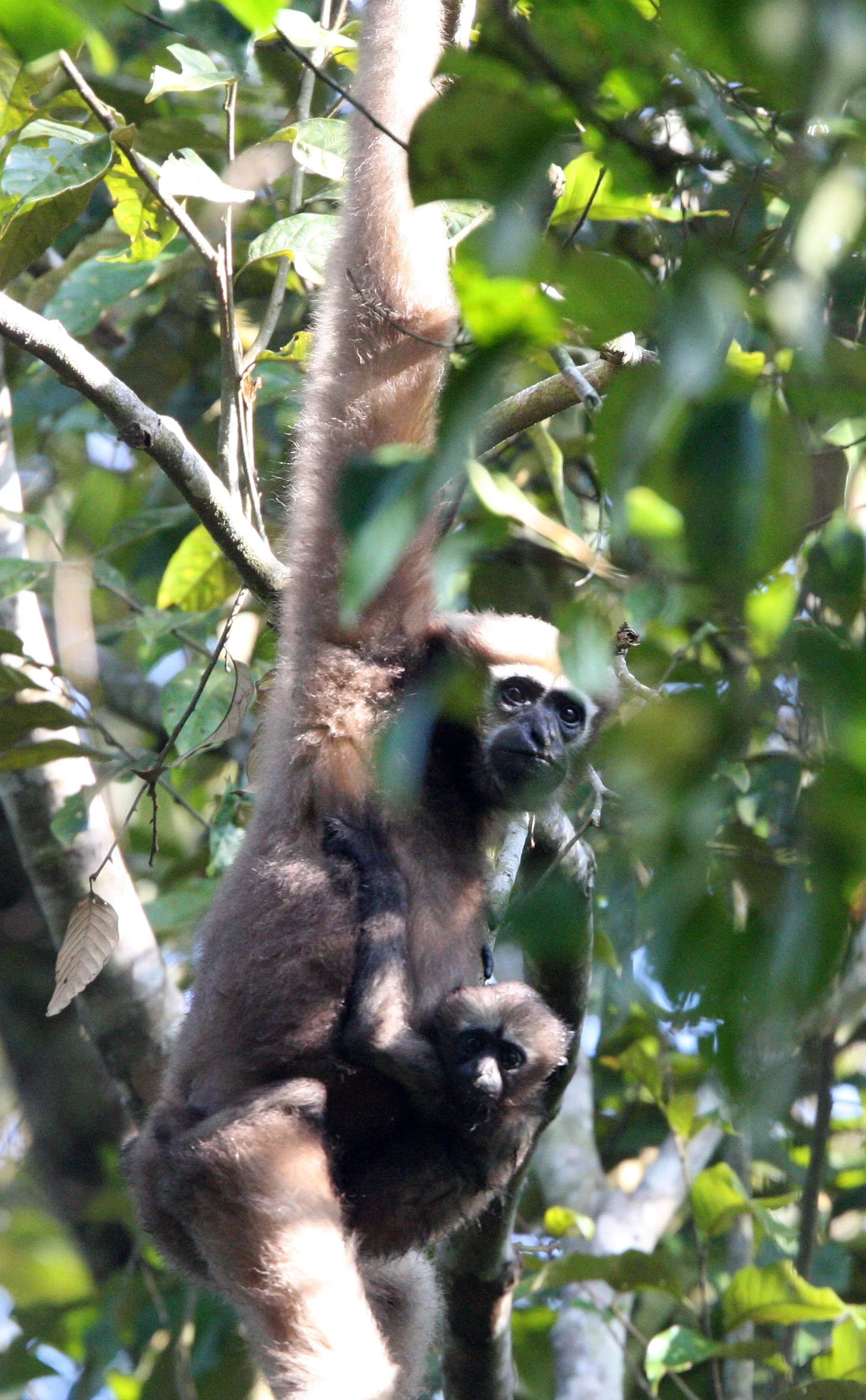 HYLOBATIDAE - Hoolock hoolock - WESTERN HOOLOCK'S GIBBON - WILD GIBBON SANCTUARY ASSAM INDIA (164).JPG