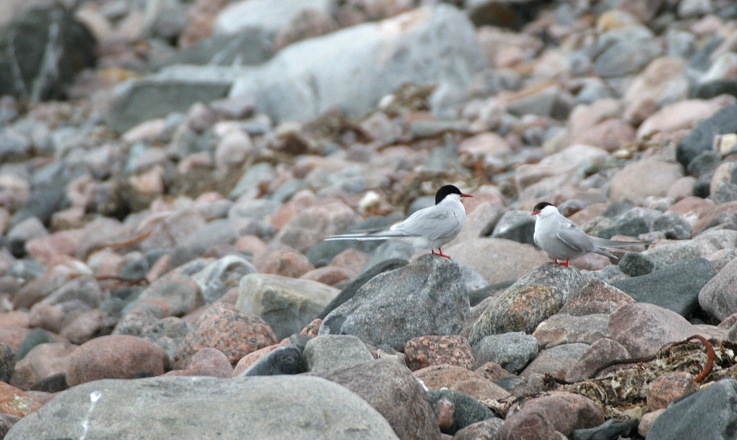 BIRD - TERN - ARCTIC TERN - SVALBARD (40).jpg