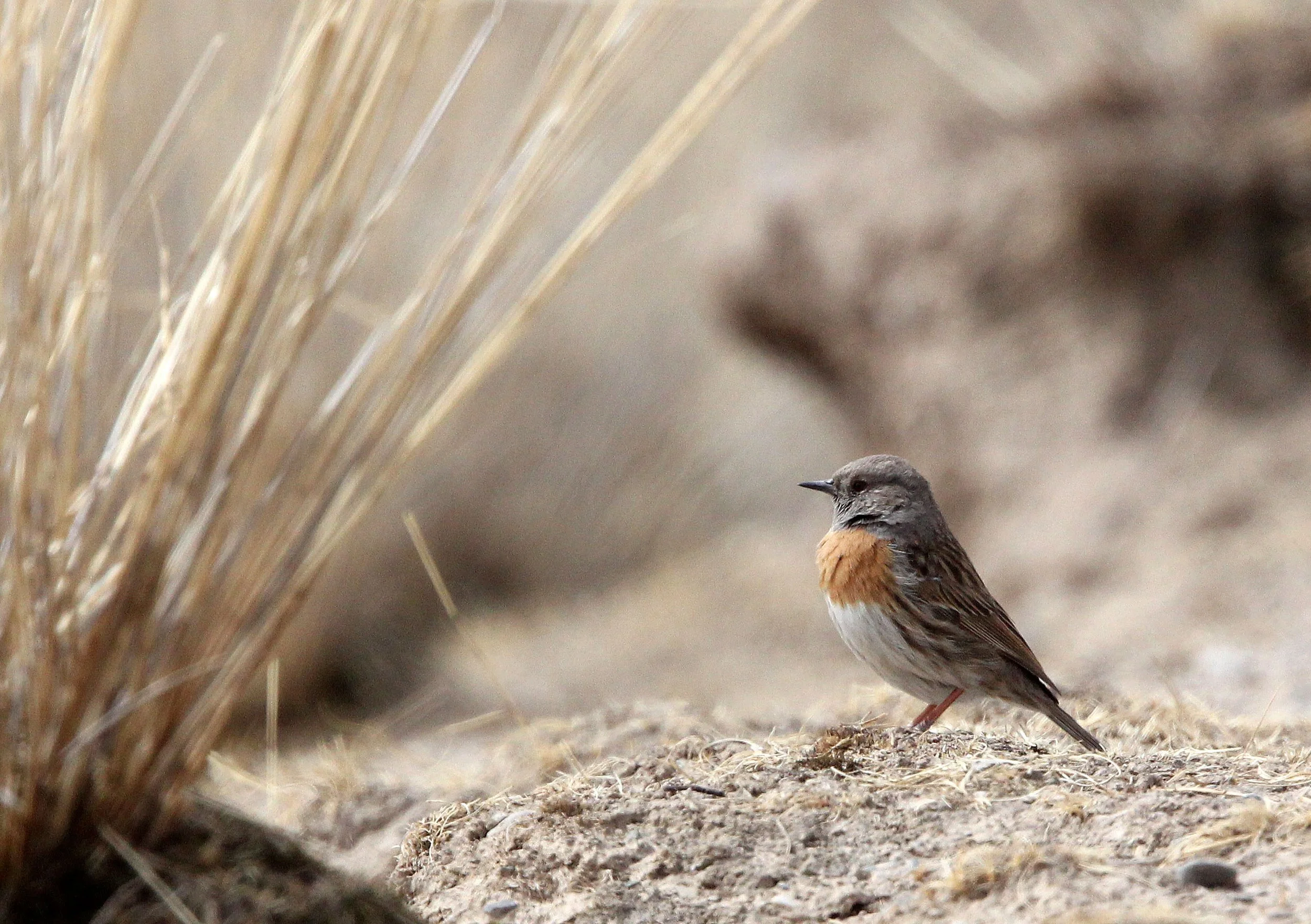 Robin Accentor (Prunella rubeculoides) Qinghai Lake China (1).JPG